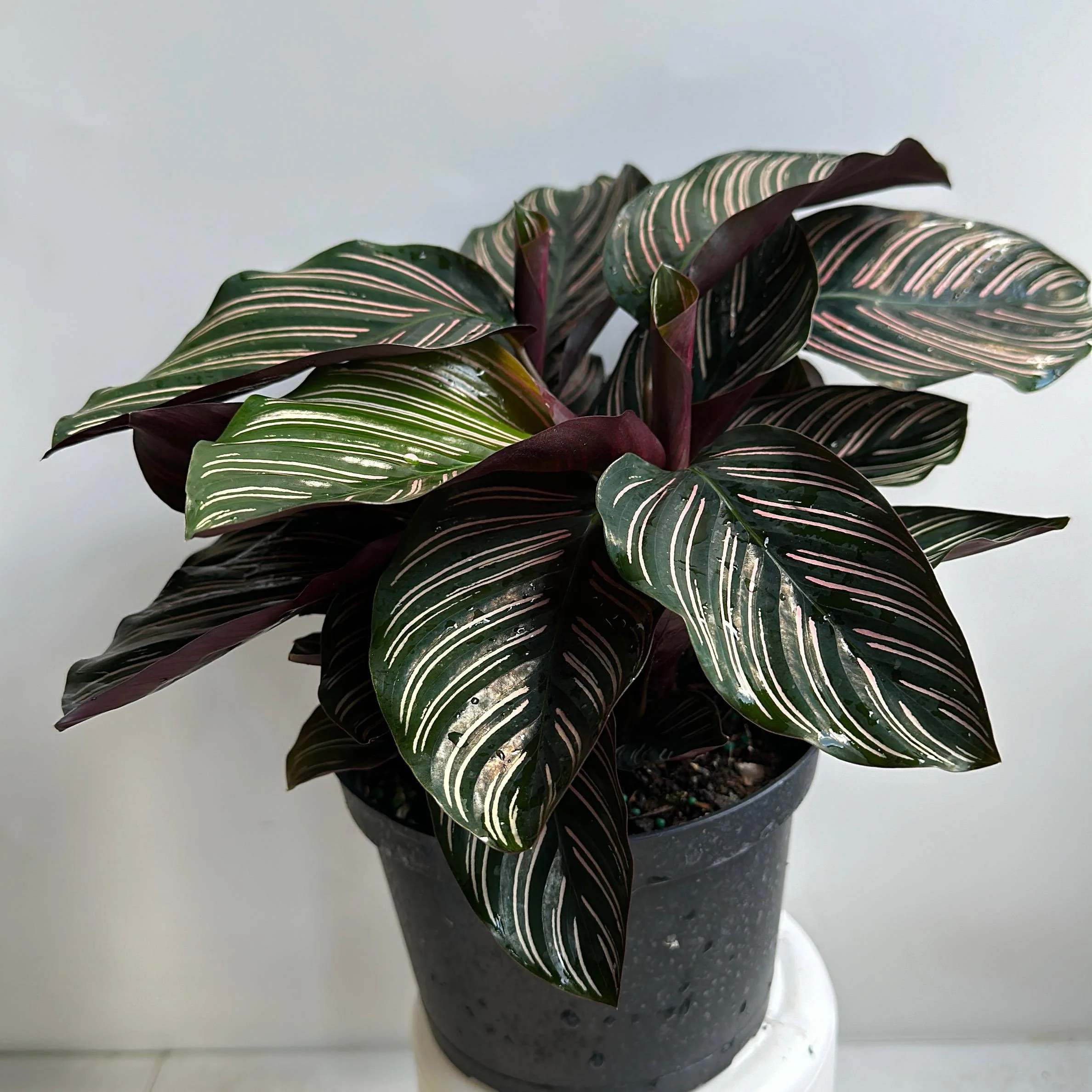 Calathea Ornata - Image 2