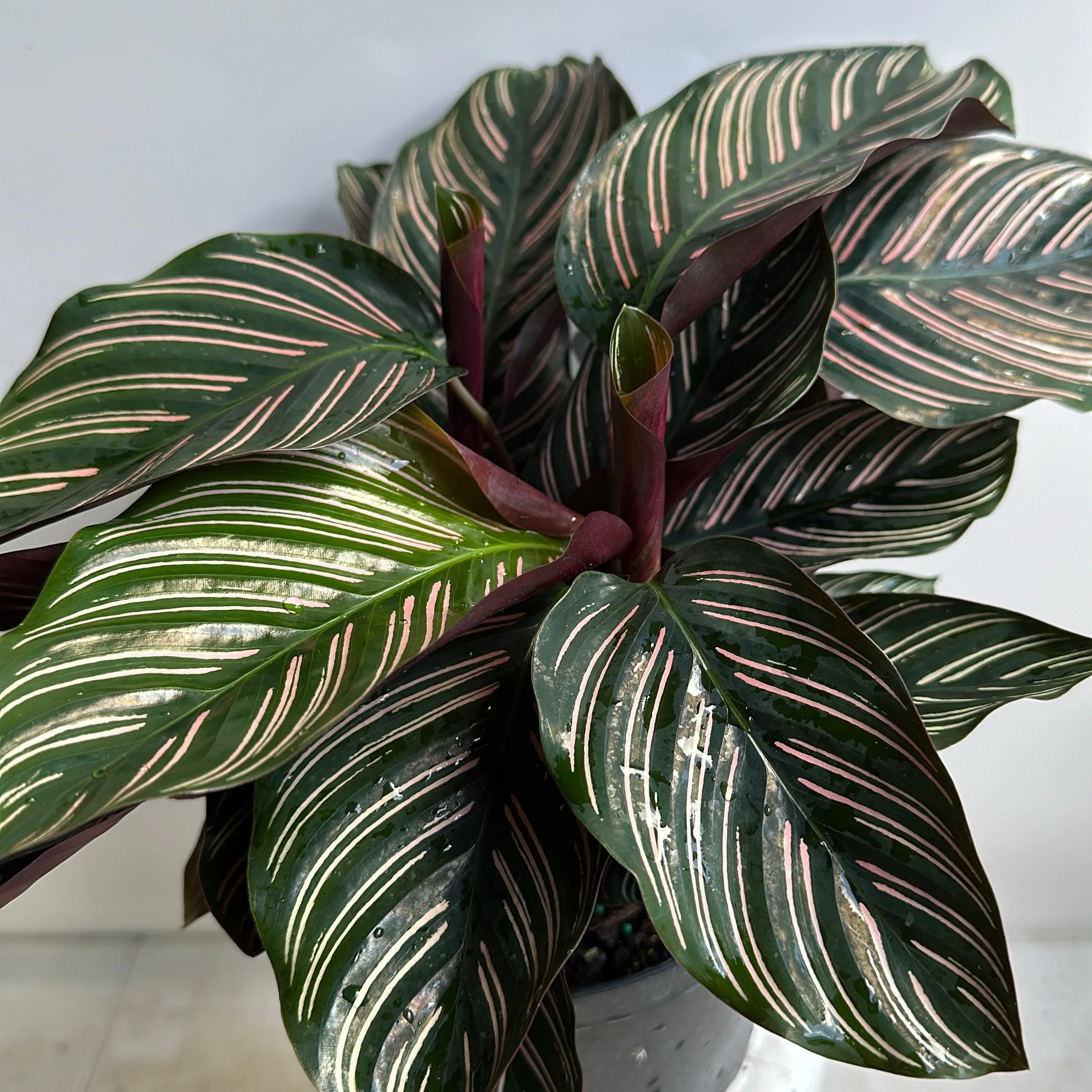 Calathea Ornata - Image 3