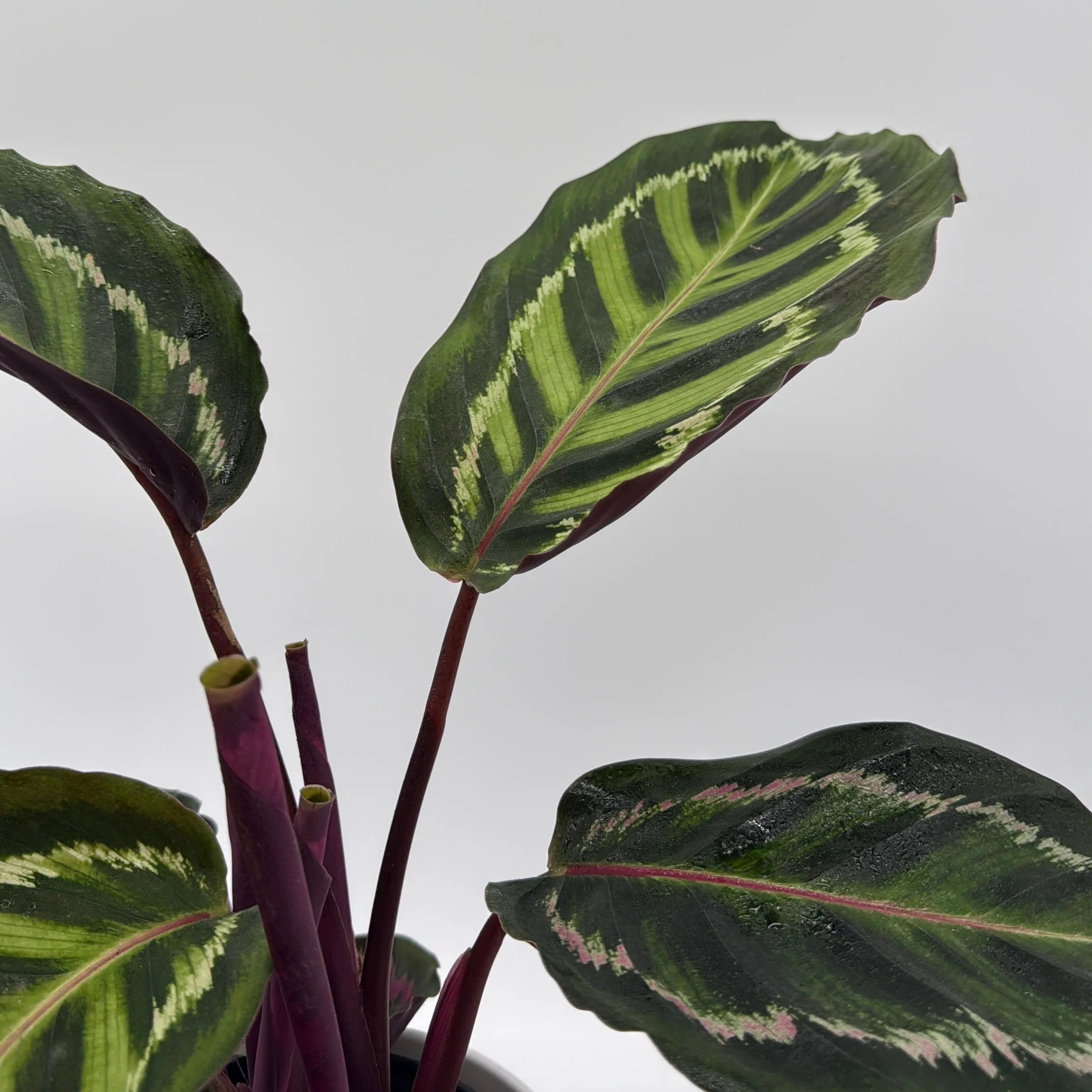 Calathea Peacock - Image 3