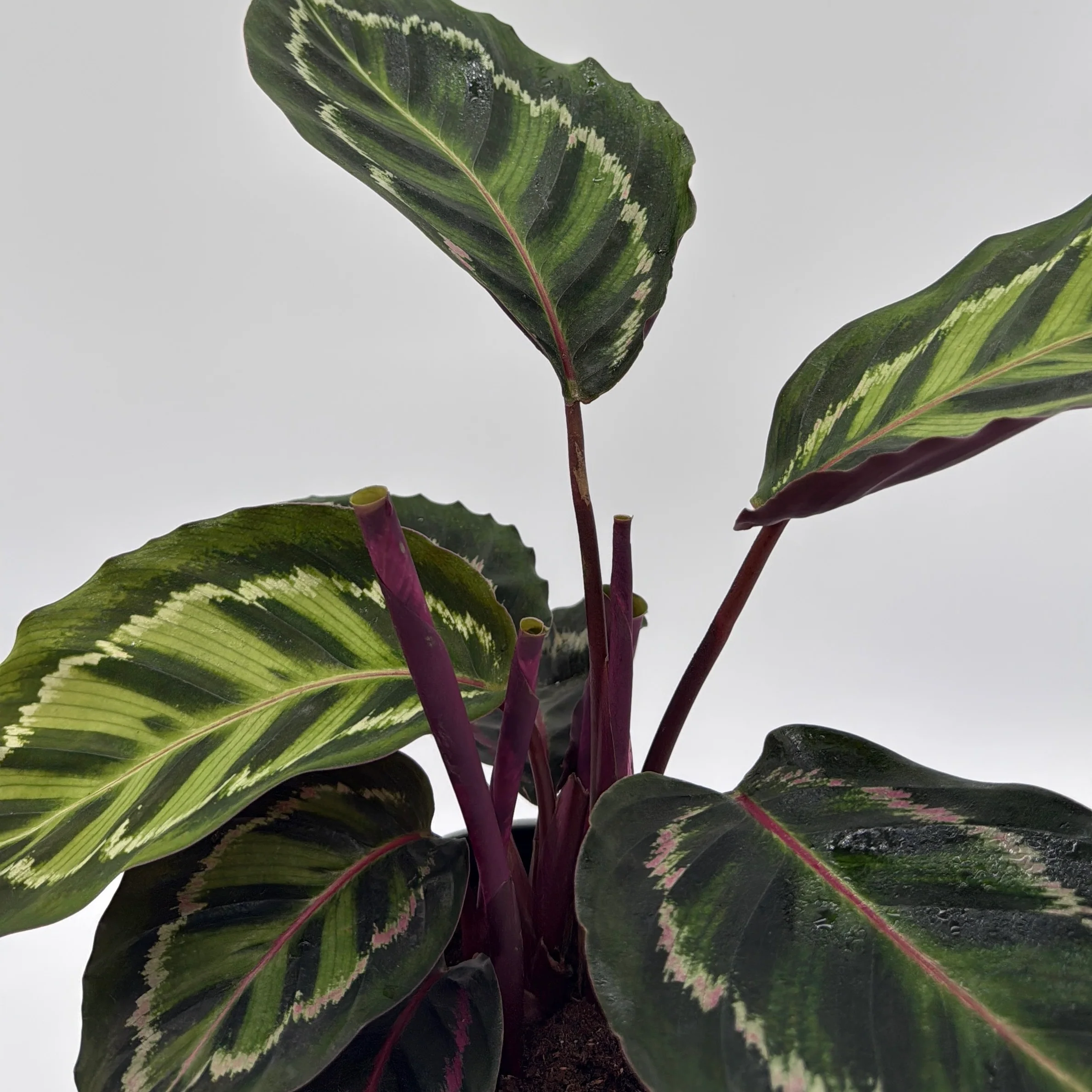 Calathea Peacock - Image 4