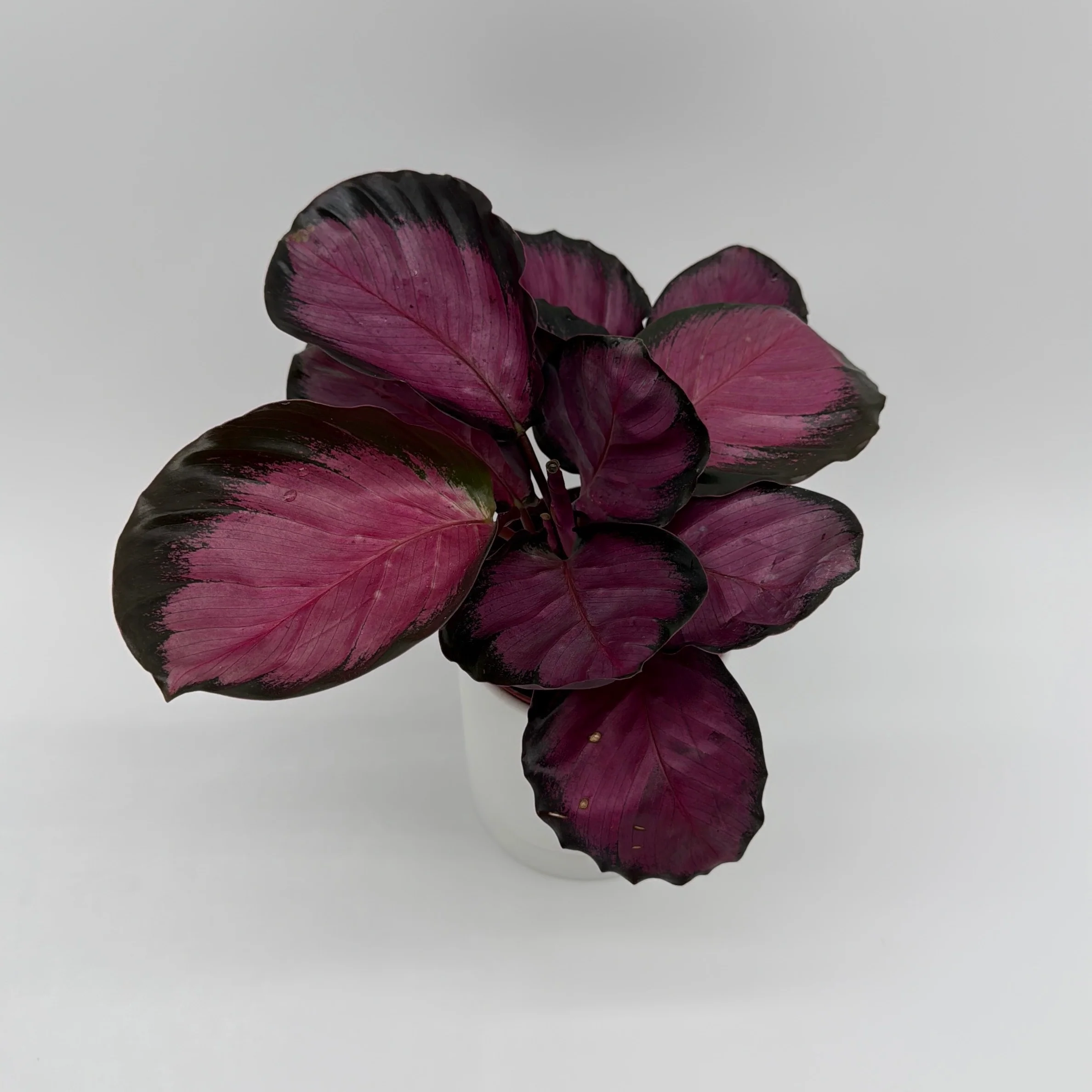 Calathea Pink Star Rosy - Image 3