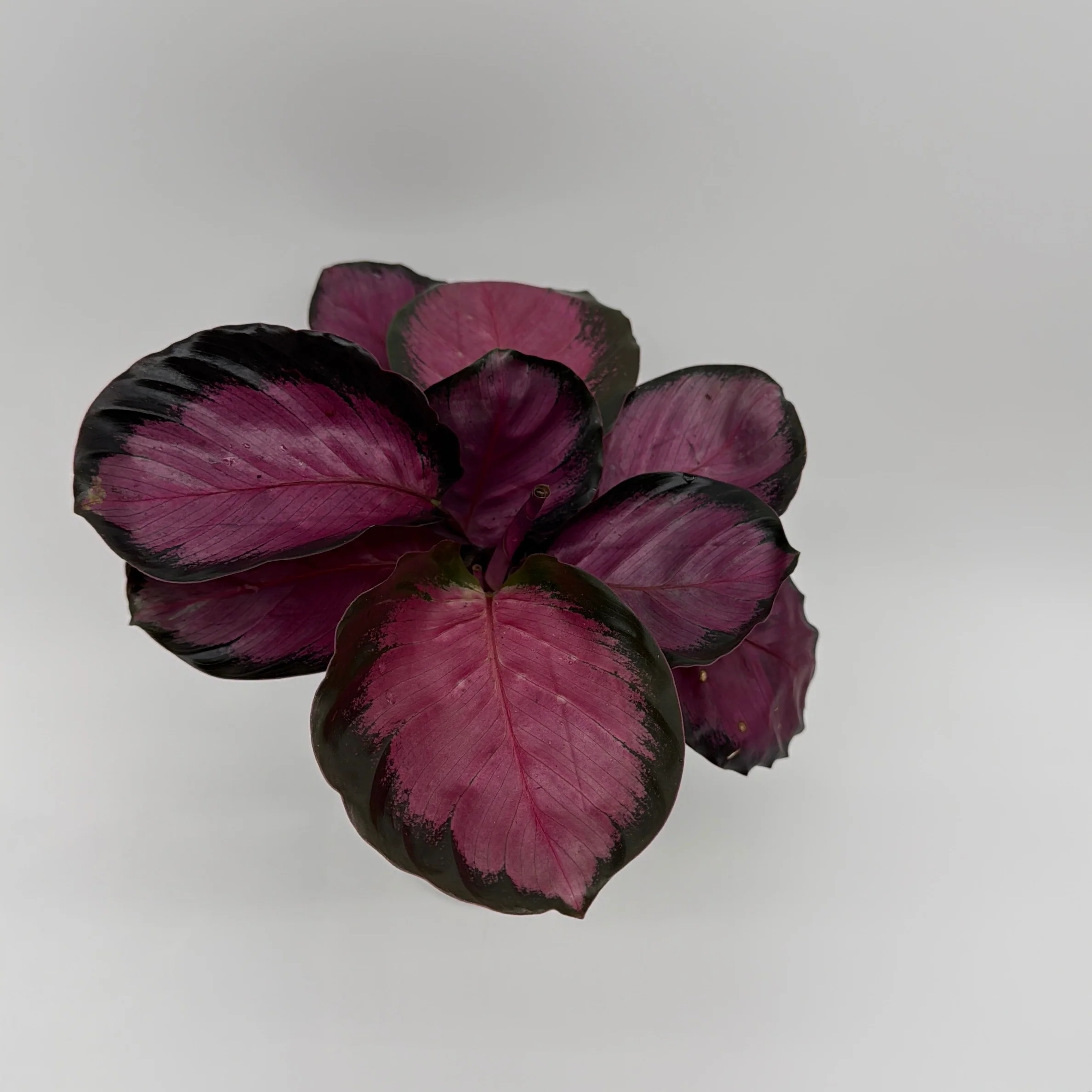 Calathea Pink Star Rosy - Image 4