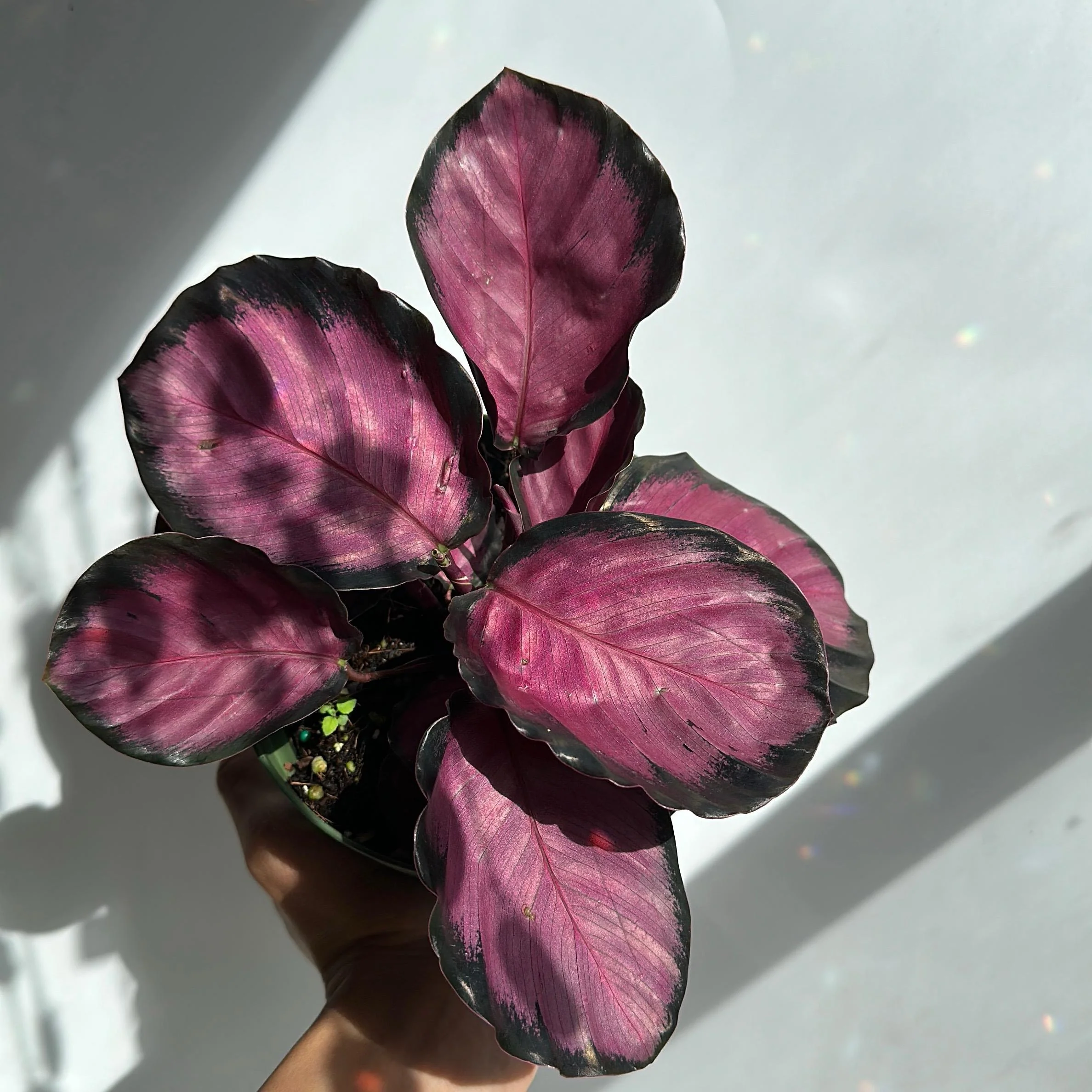 Calathea Pink Star Rosy - Image 5