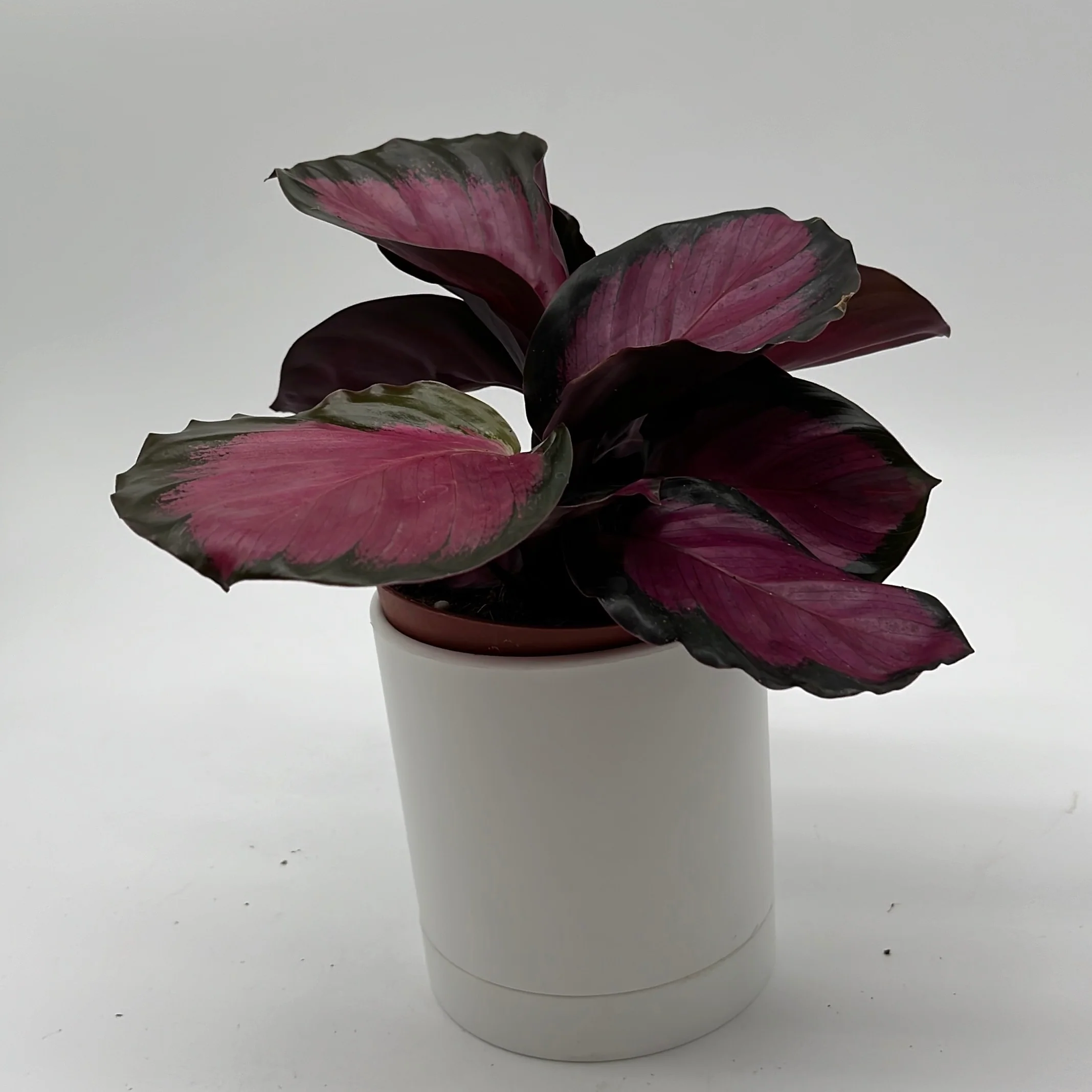 Calathea Pink Star Rosy - Image 8