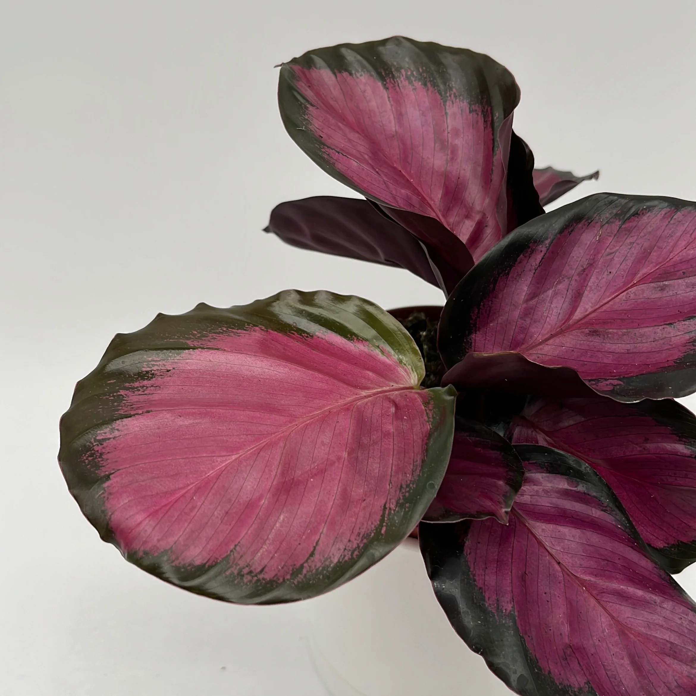 Calathea Pink Star Rosy - Image 9