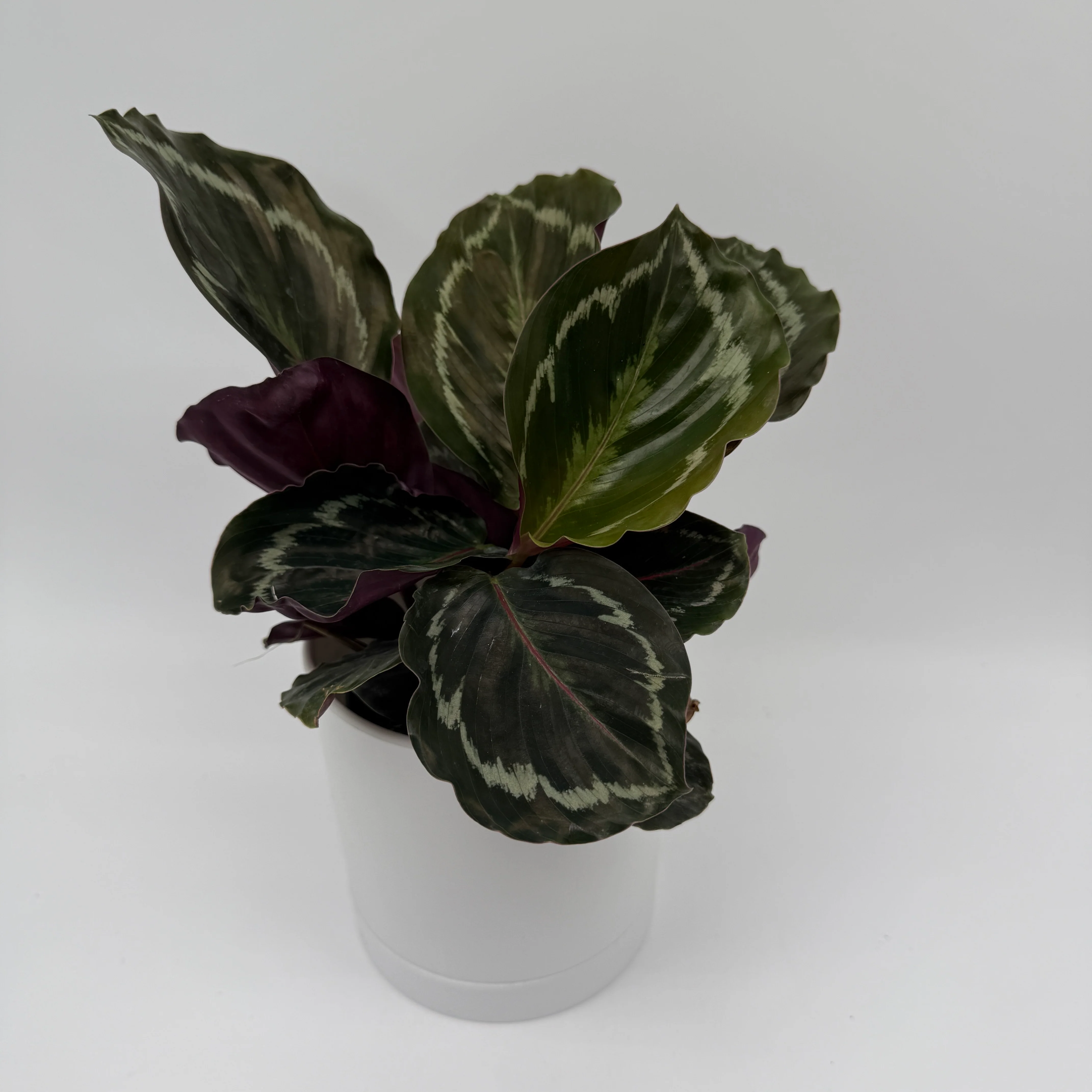 Calathea Roseopicta Medallion - Image 3