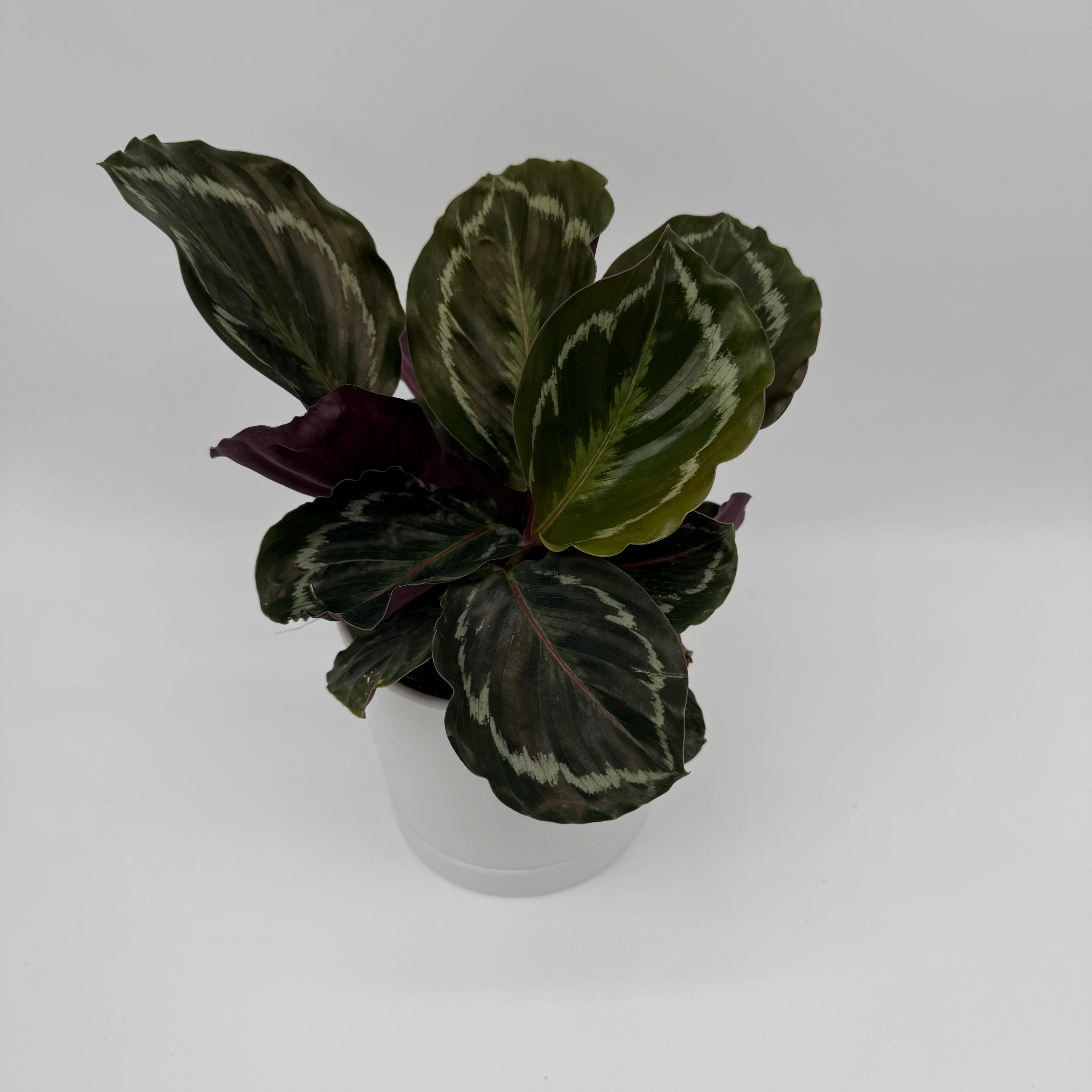 Calathea Roseopicta Medallion - Image 4