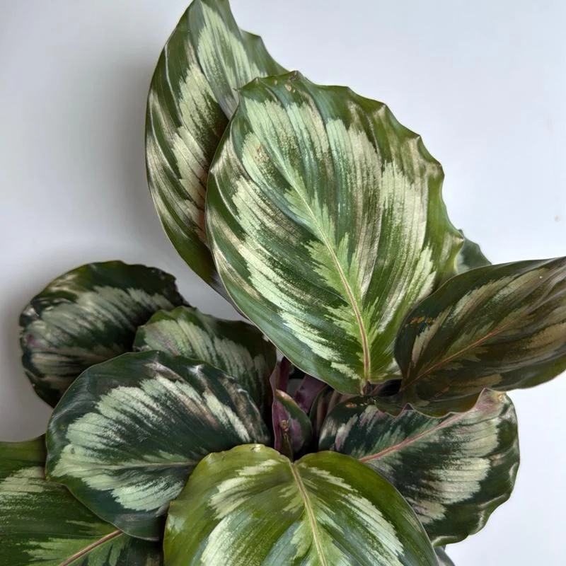 Calathea Roseopicta Medallion - Image 5