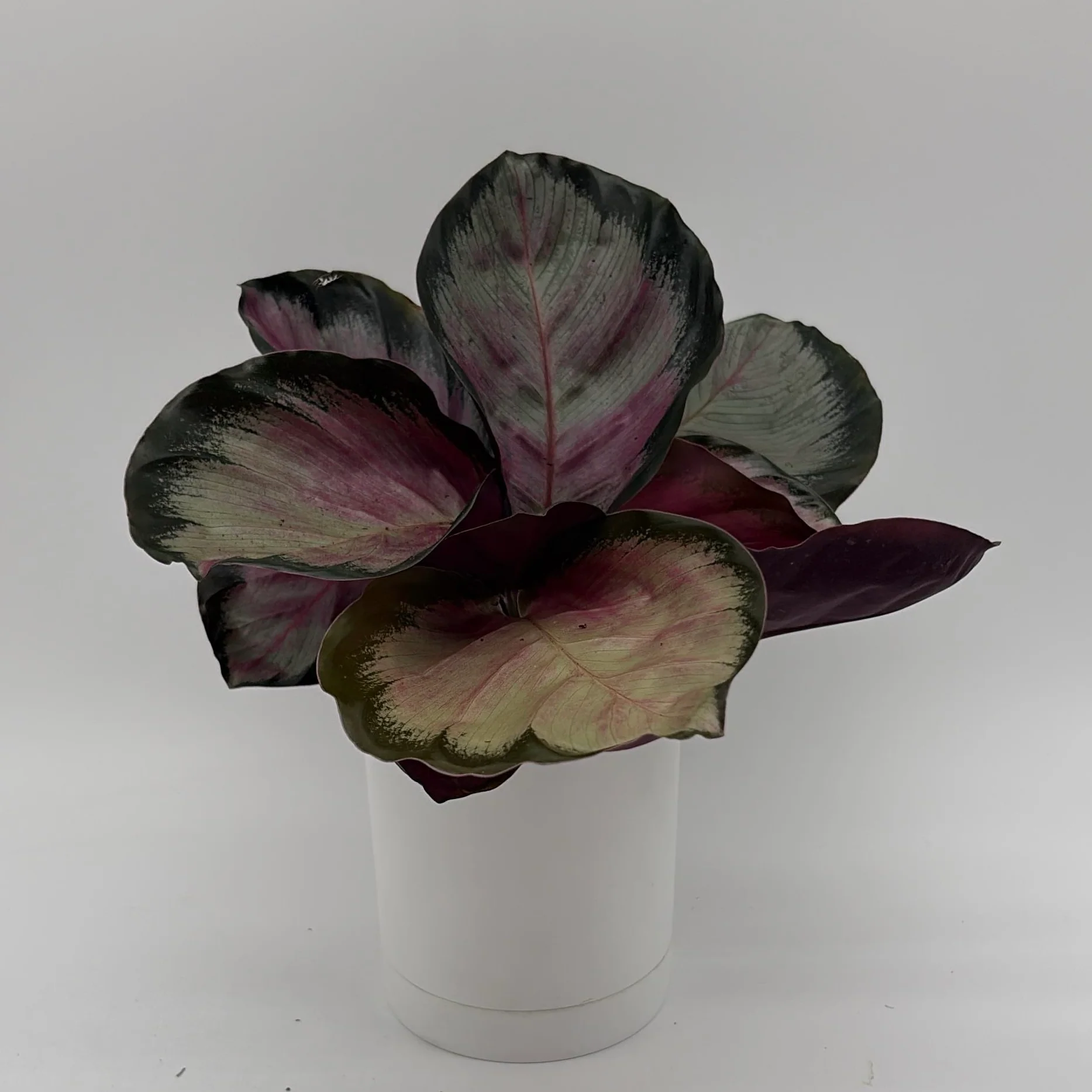 Calathea Roseopicta 'Pale Rosy' - Image 2