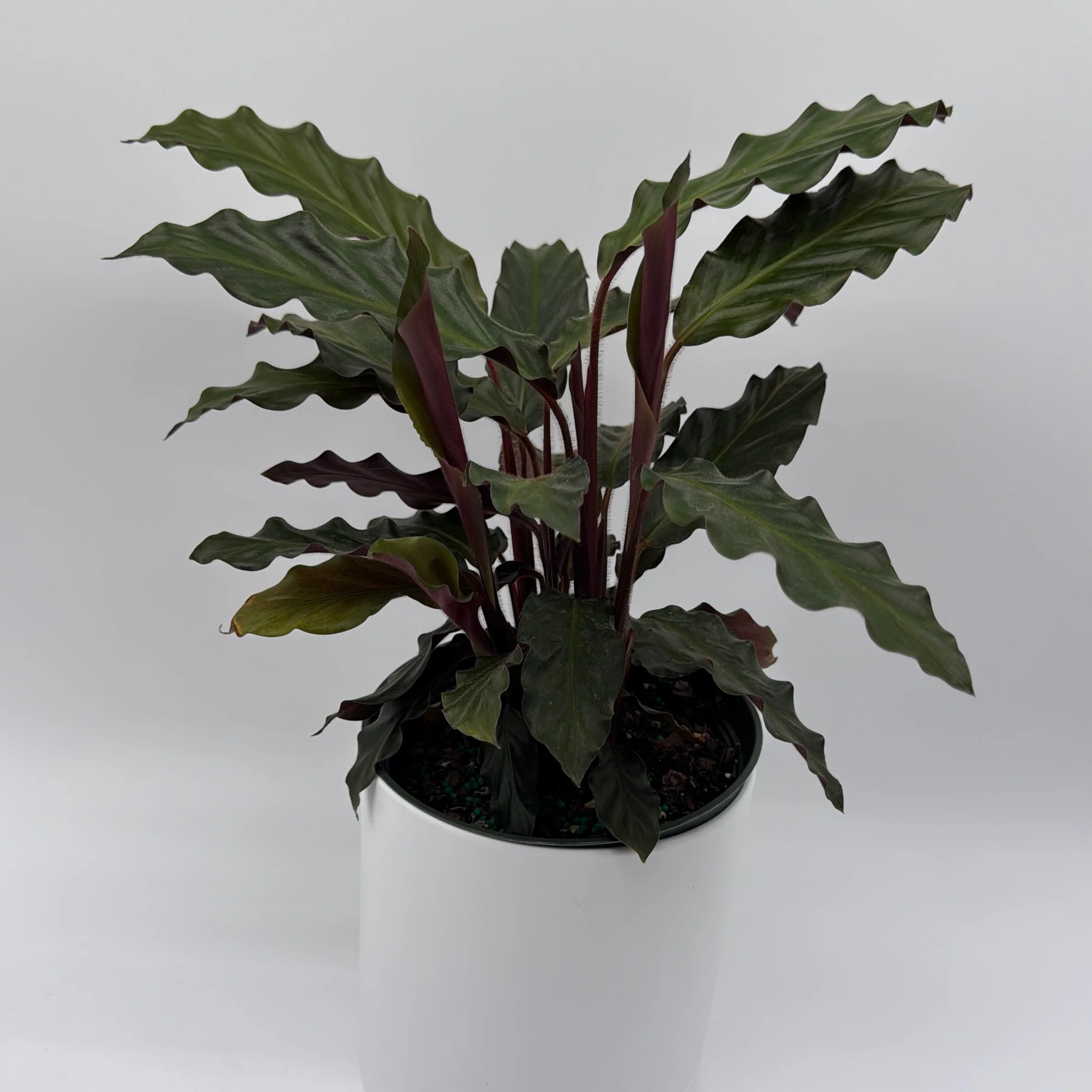 Calathea Rufibarba