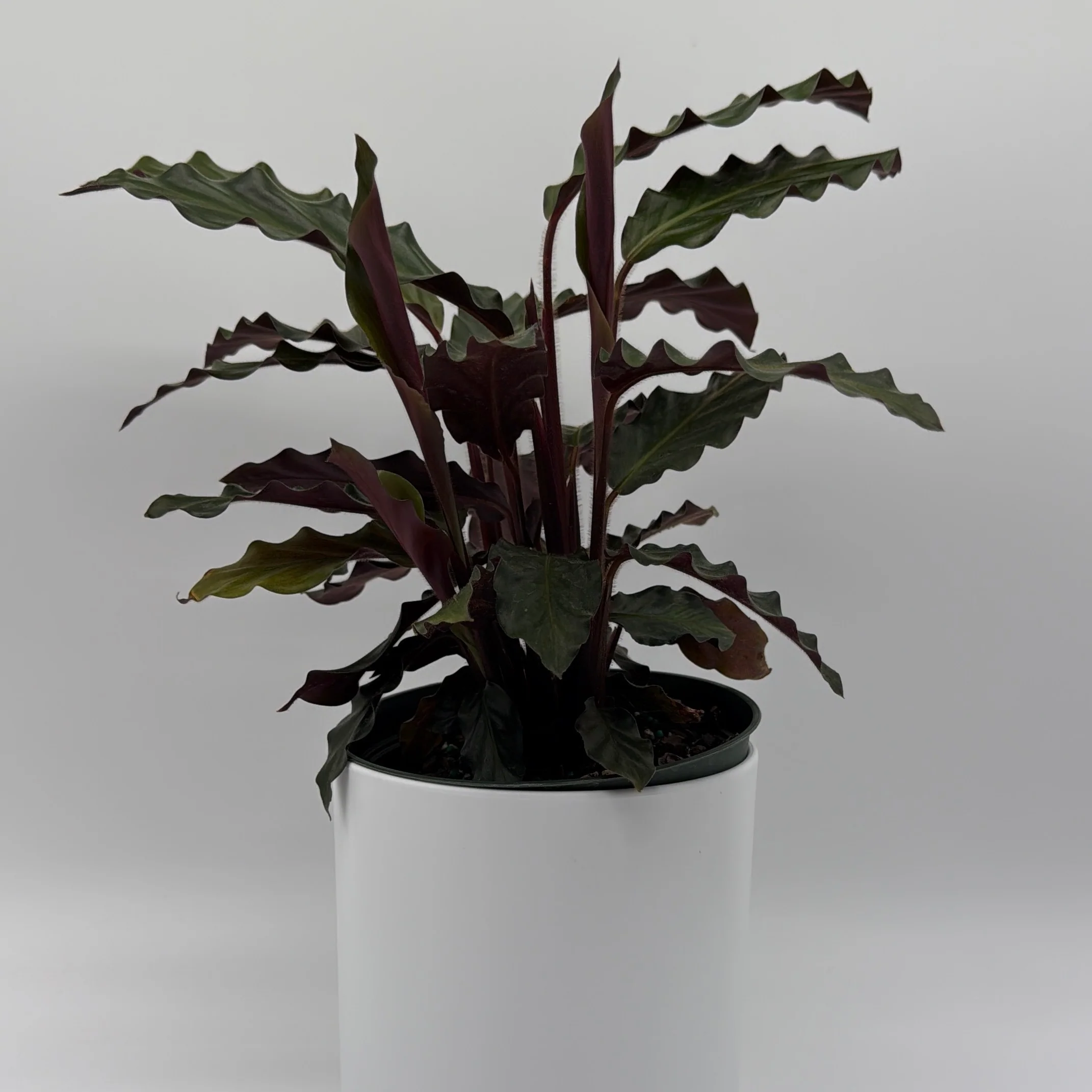 Calathea Rufibarba - Image 2