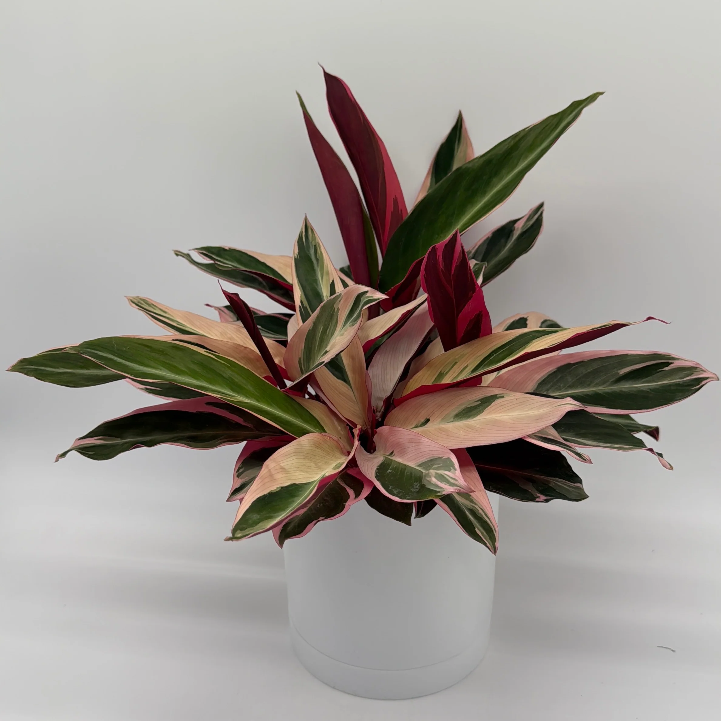 Stromanthe Triostar Calathea - Image 2