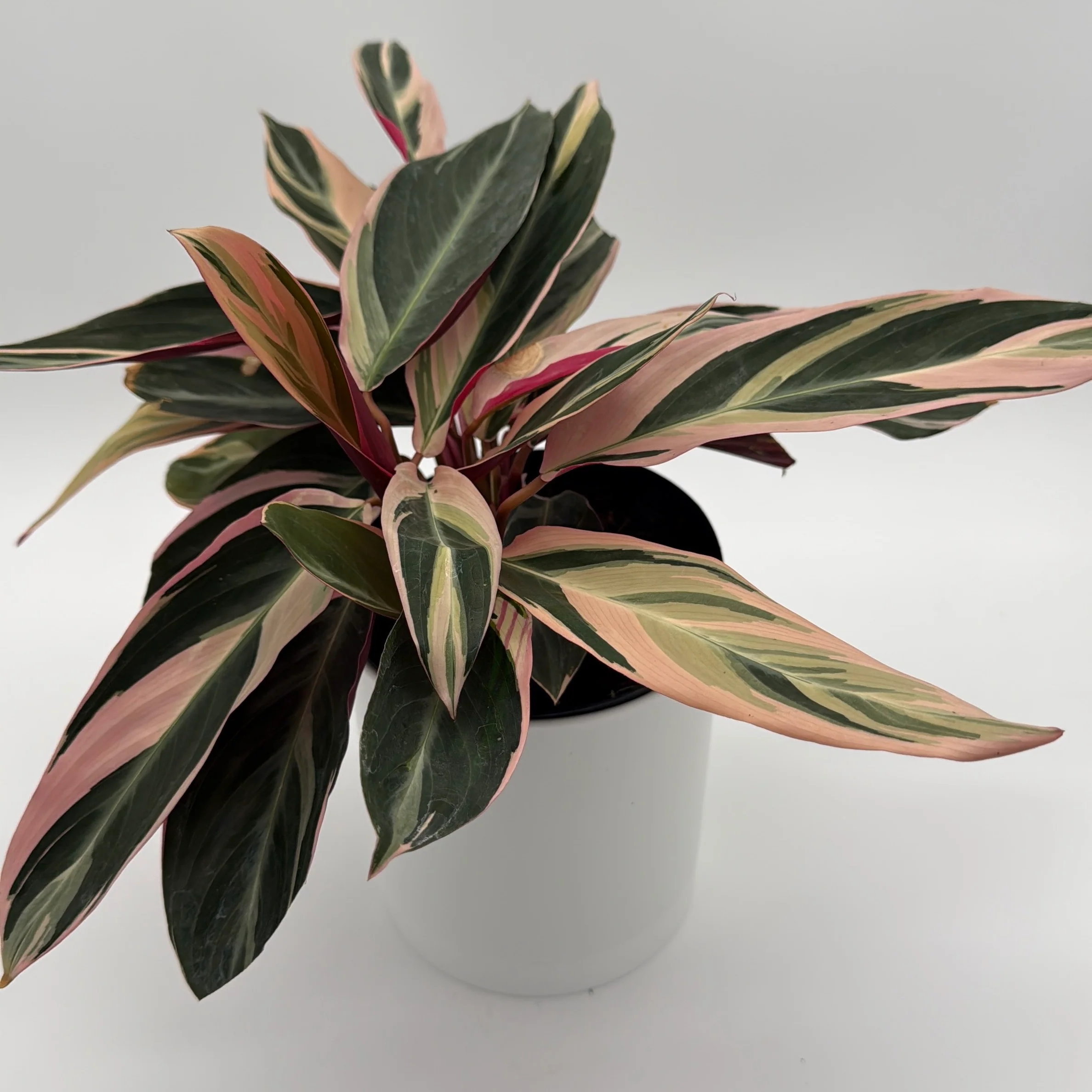 Stromanthe Triostar Calathea - Image 3