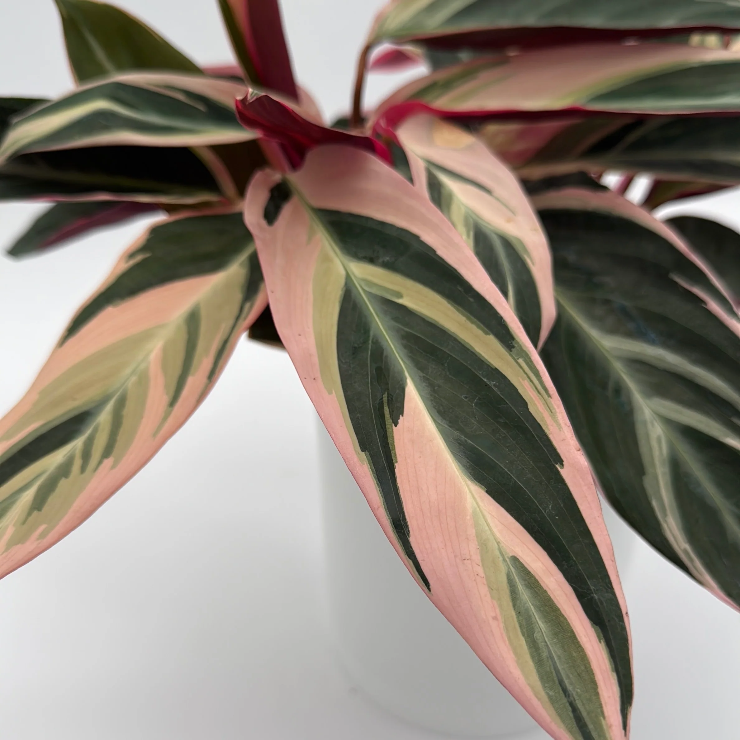 Stromanthe Triostar Calathea - Image 4