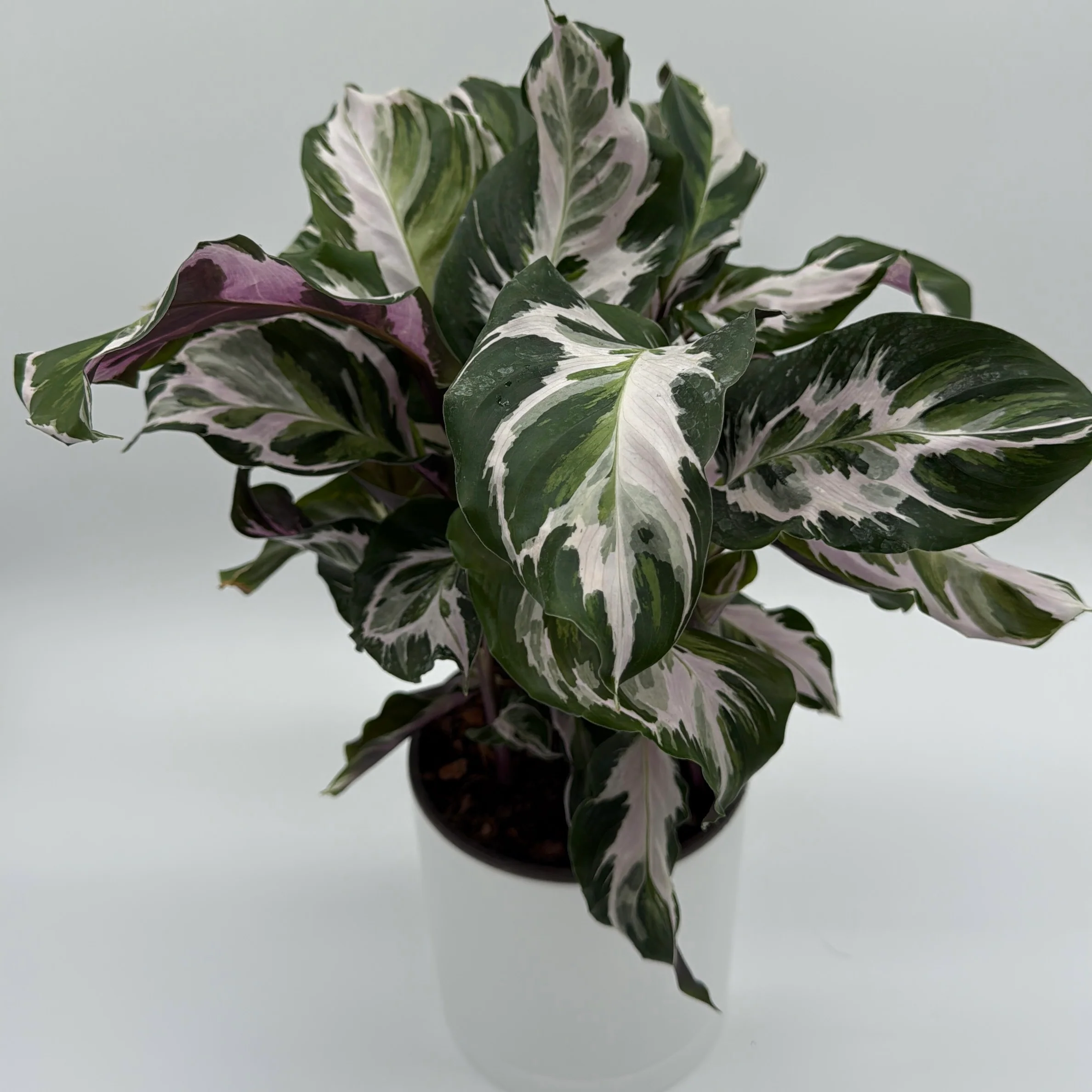 Calathea White Fusion - Image 5