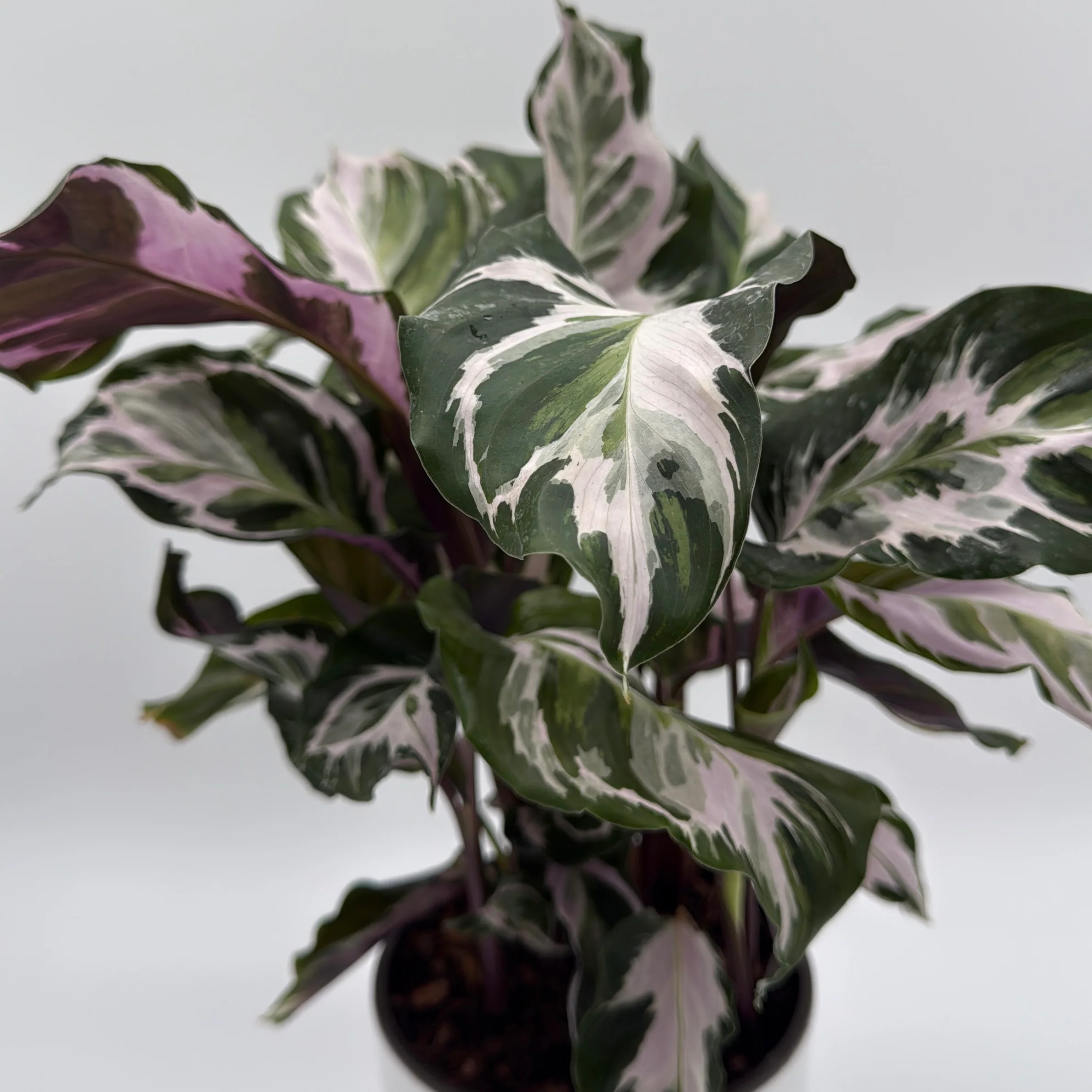 Calathea White Fusion - Image 6