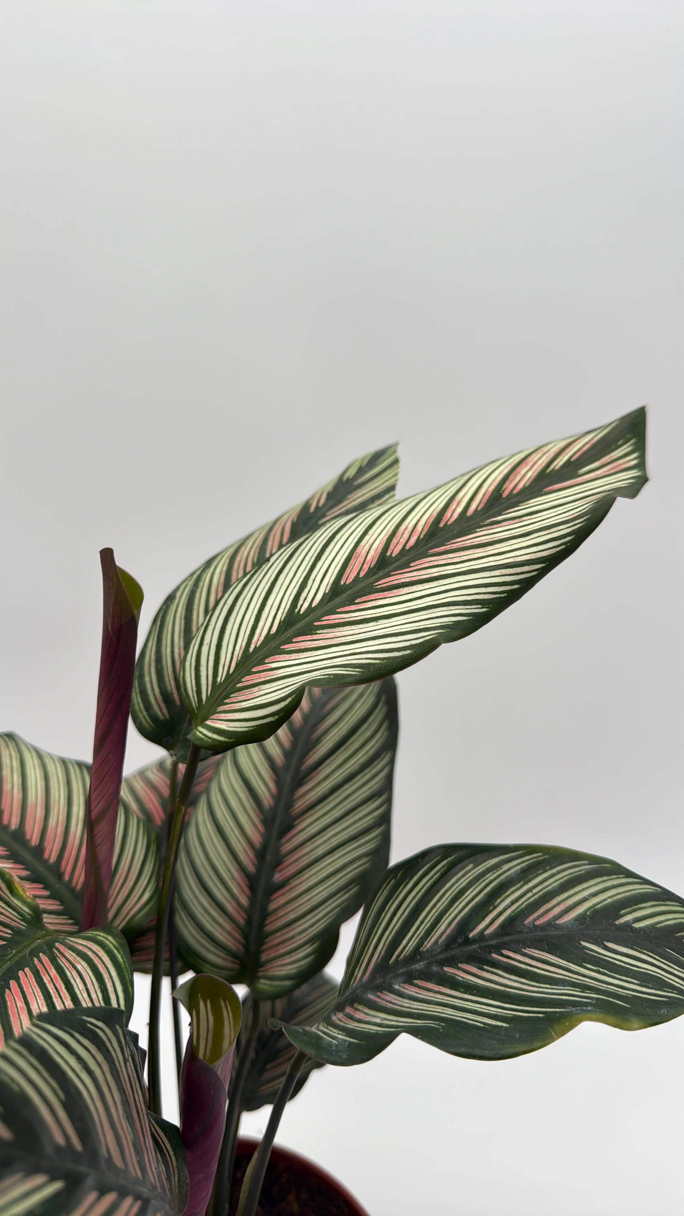 Calathea White Star - Image 2