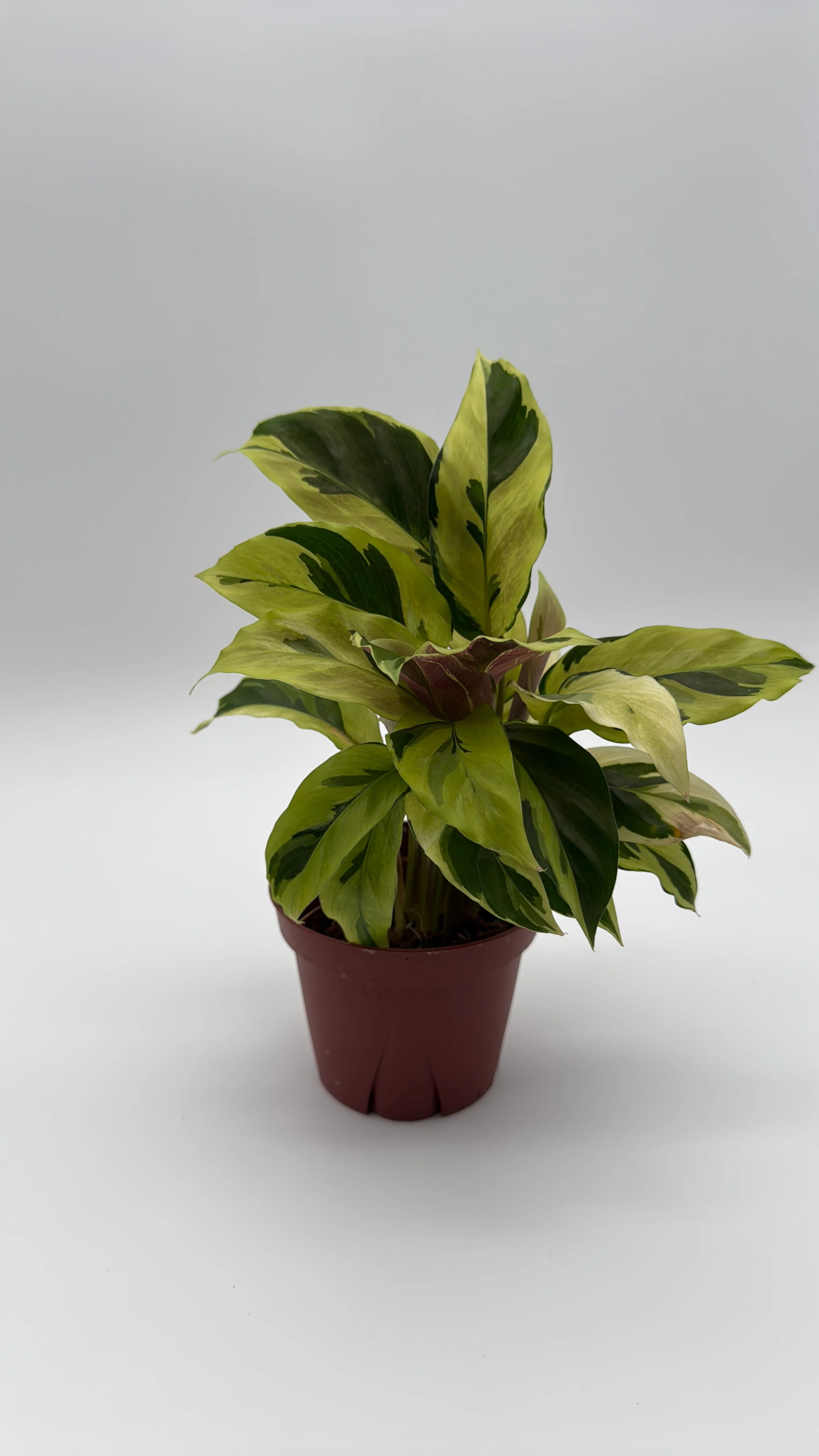 Calathea Yellow Fusion - Image 3