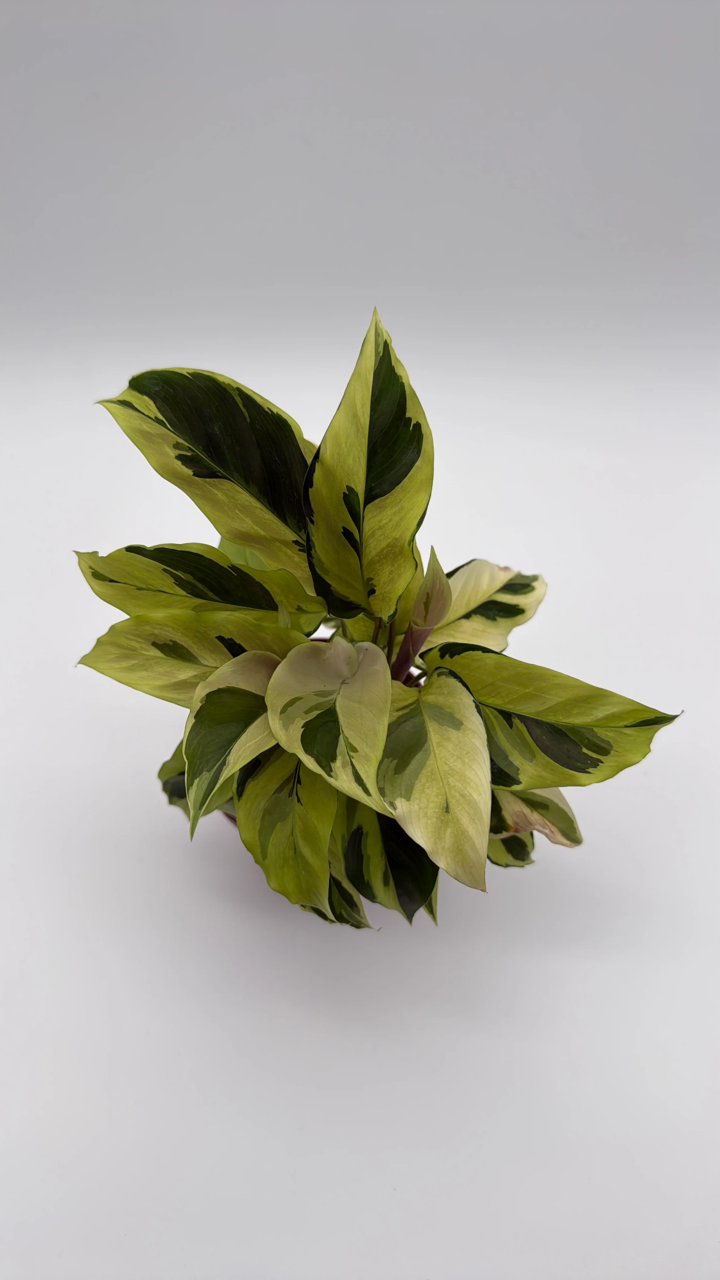 Calathea Yellow Fusion - Image 4