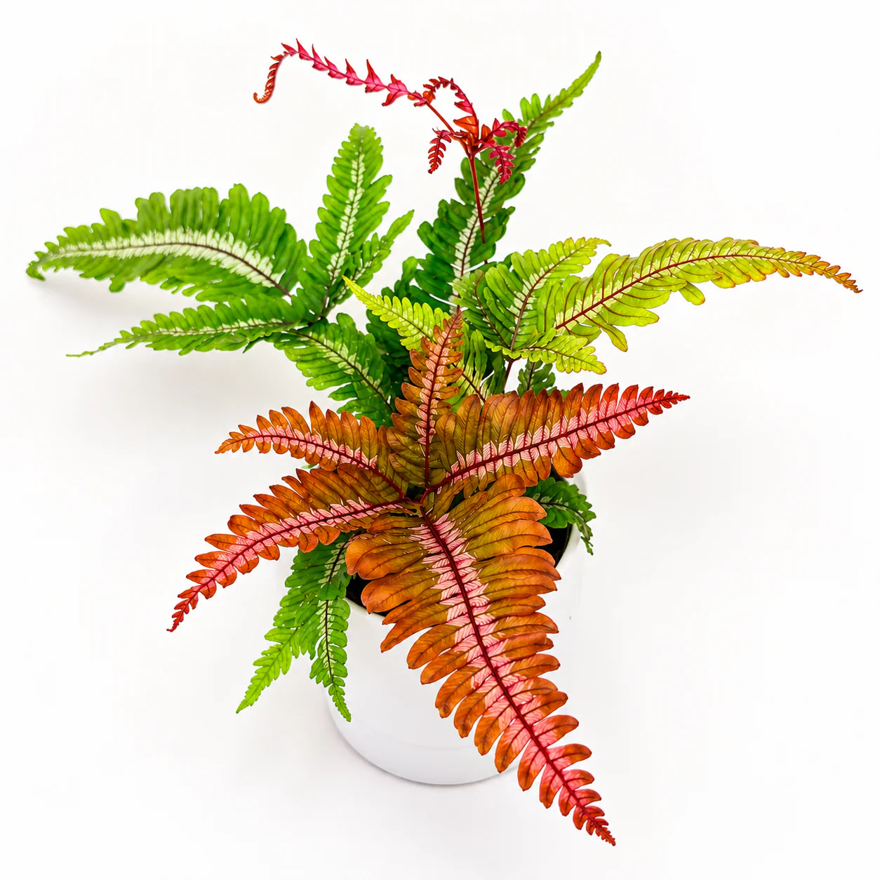 Candy Stripe Tricolor Fern