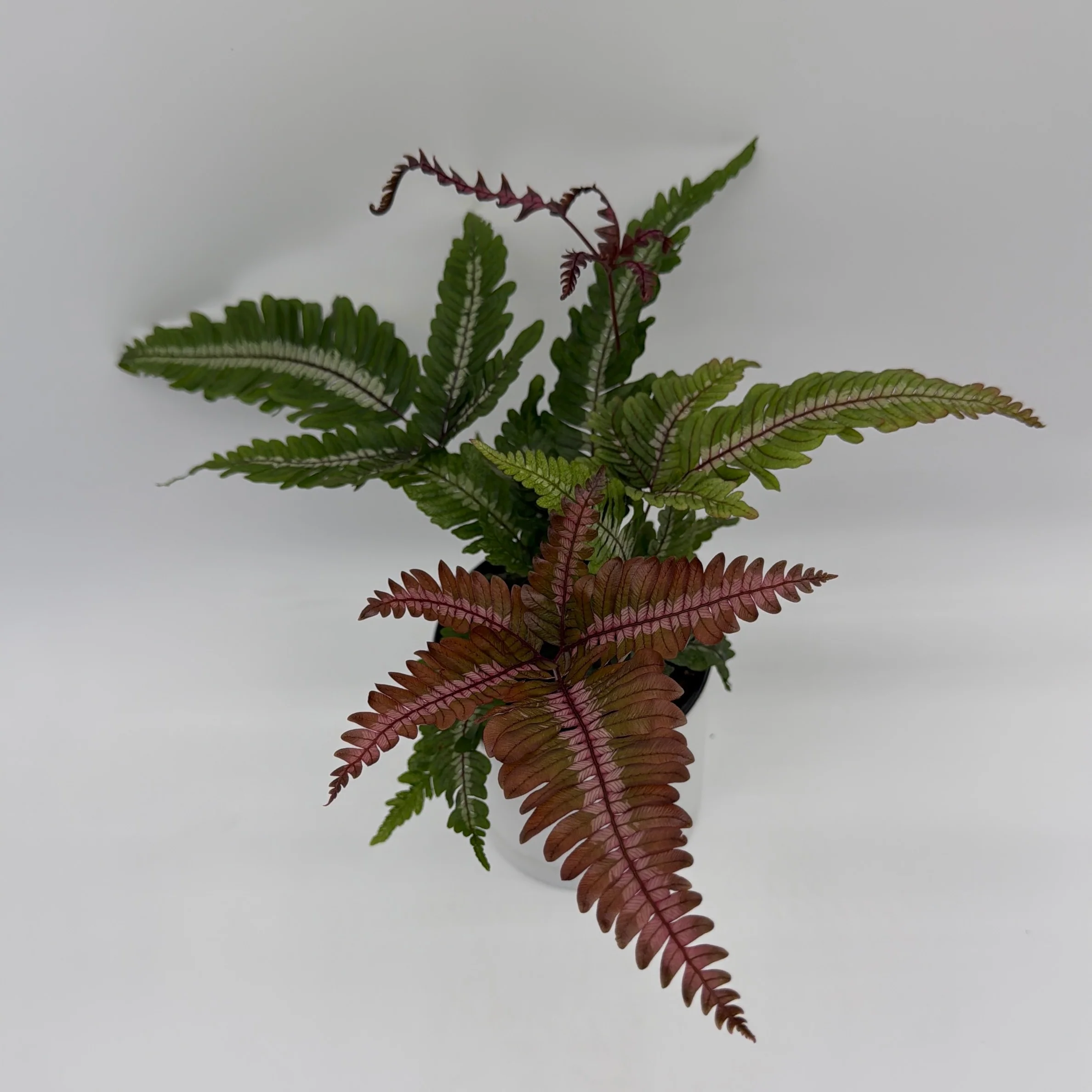 Candy Stripe Tricolor Fern - Image 3