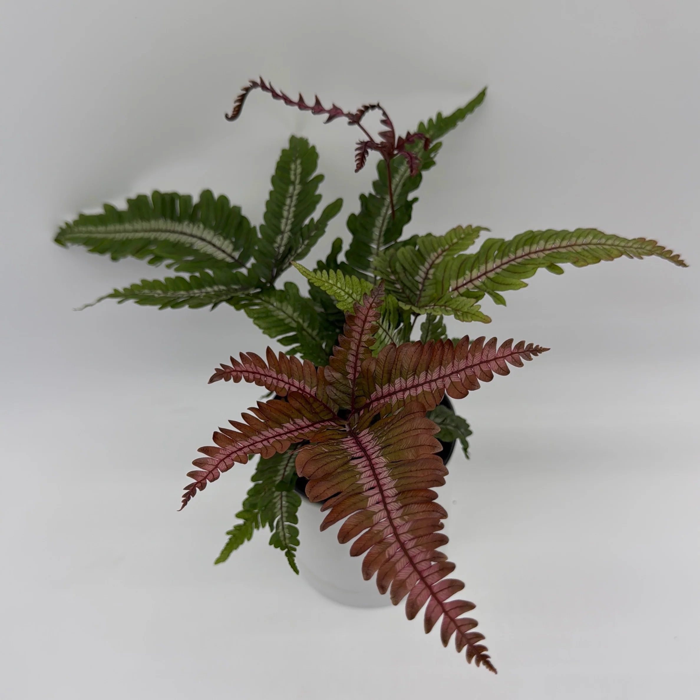 Candy Stripe Tricolor Fern - Image 4
