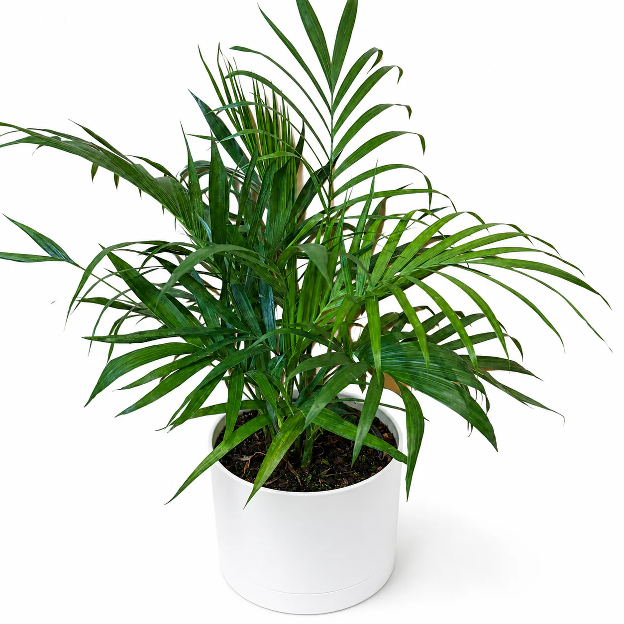 Cat Palm - Image 2