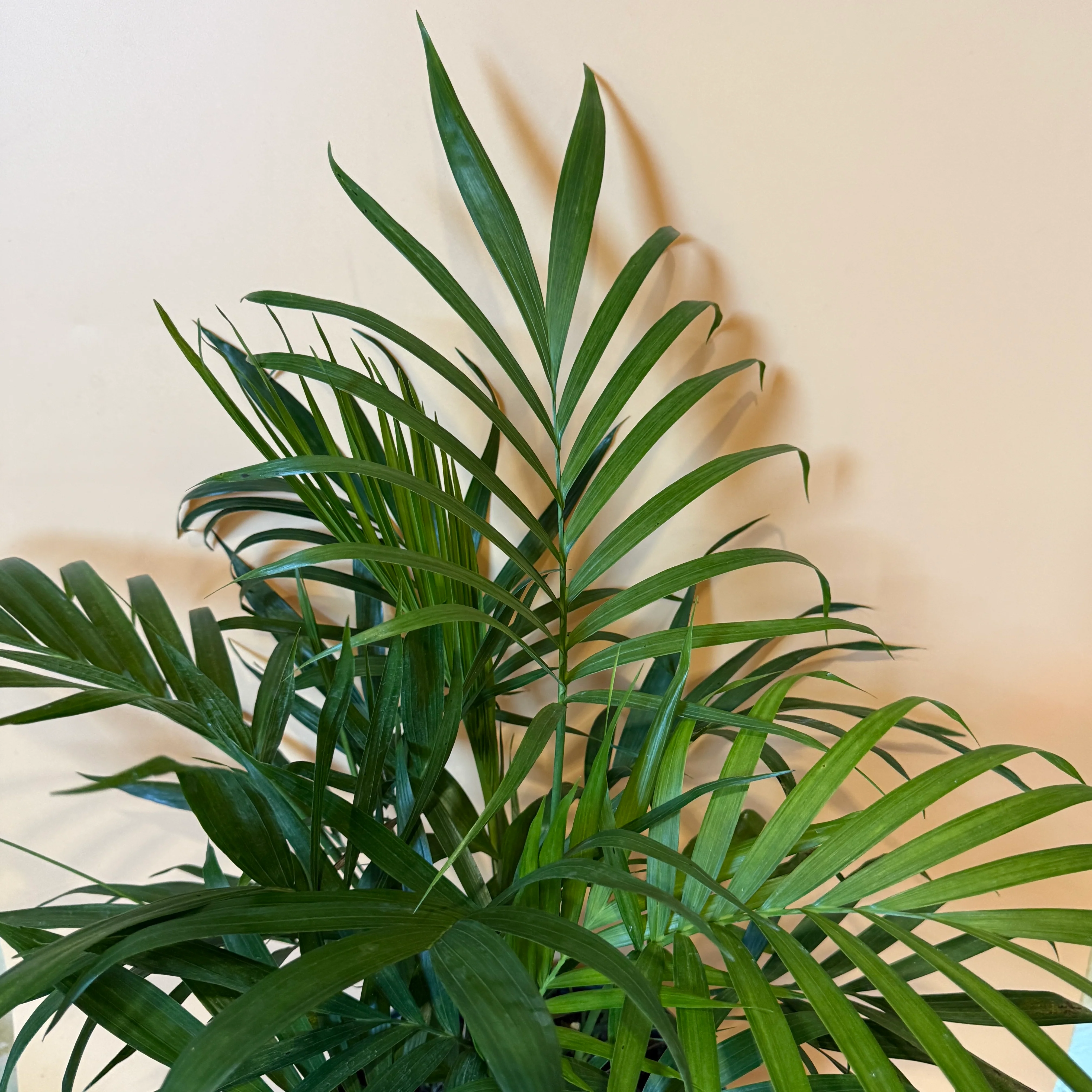 Cat Palm - Image 3