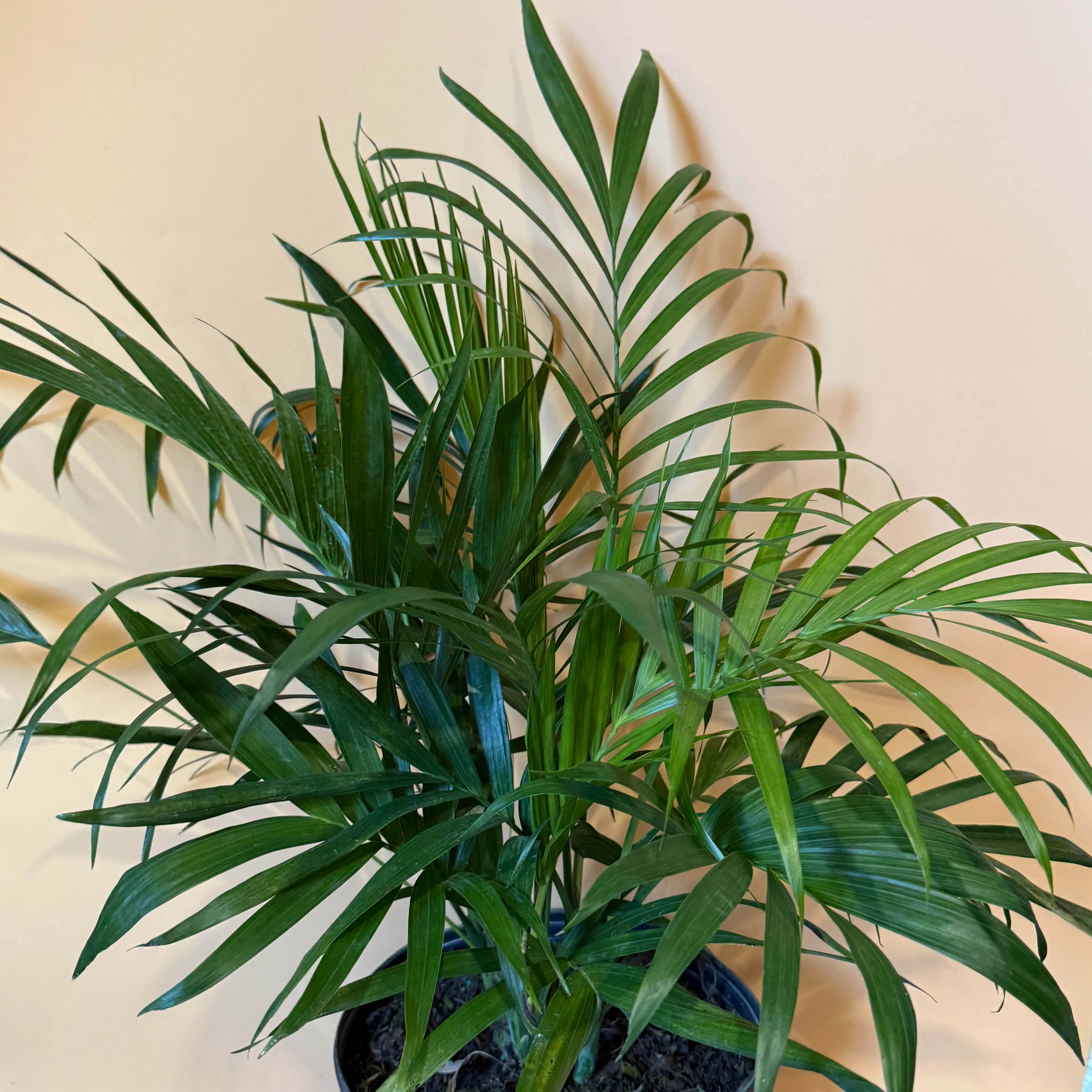 Cat Palm - Image 4