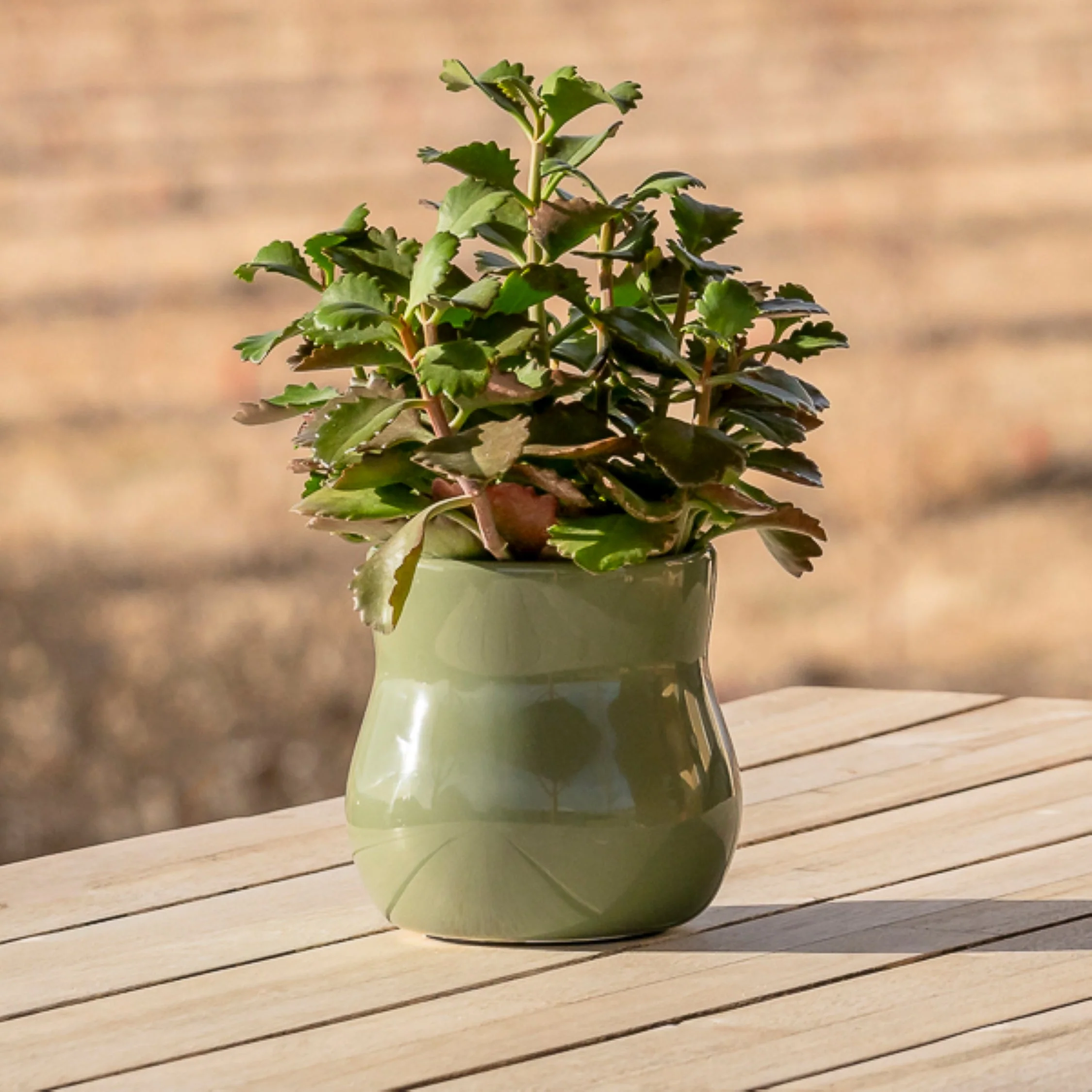 Ceramic Plant Pot with Rubber Liner - Forest Green - Image 5