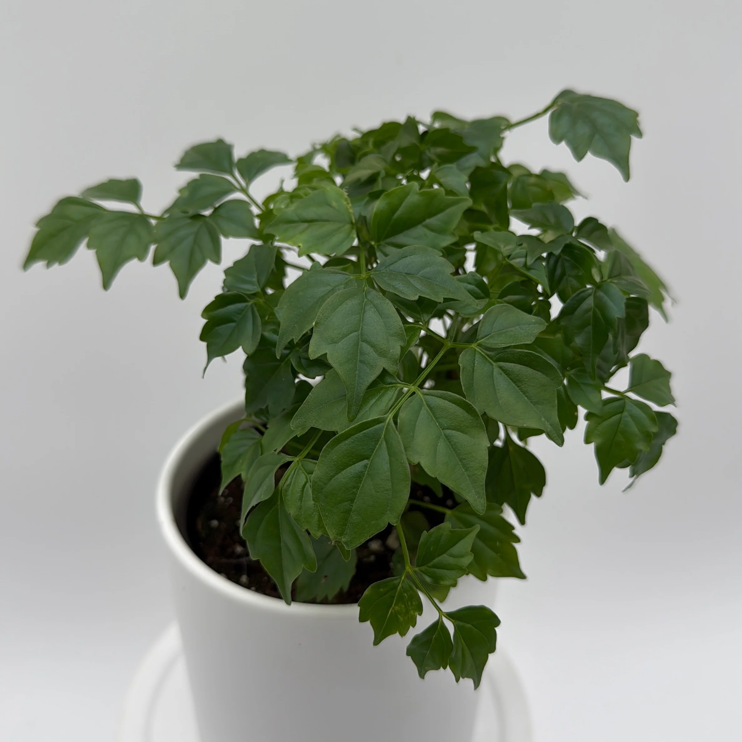 China Doll Plant (Radermachera Sinica) - Image 2