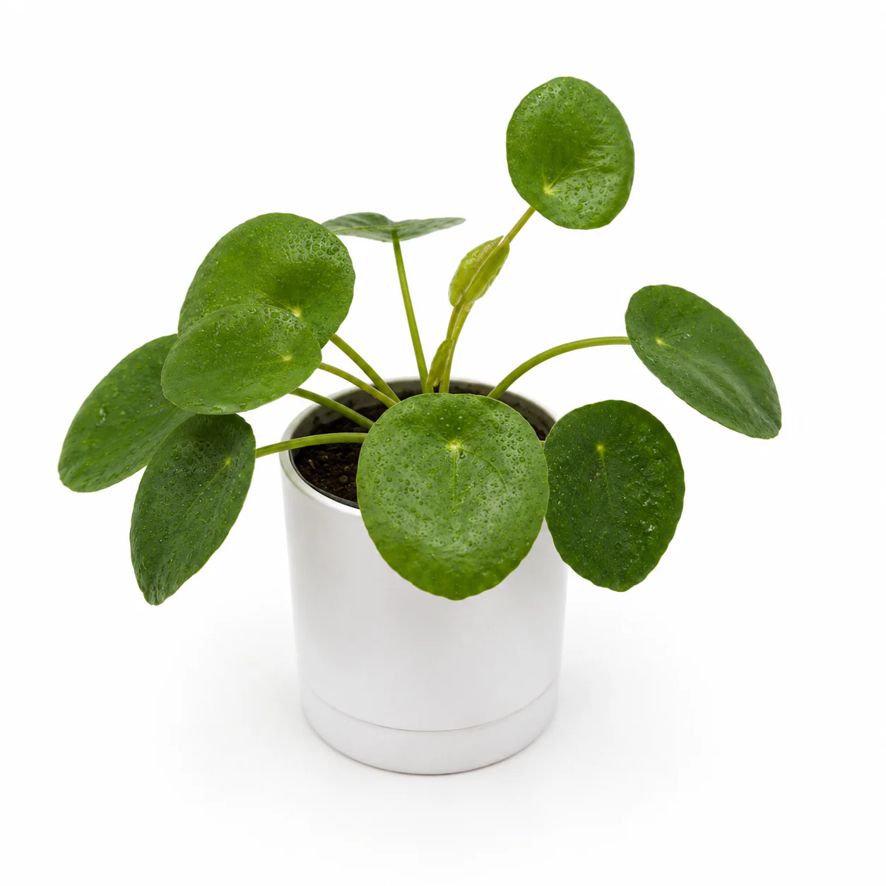 Chinese Money Tree (UFO Plant) - Image 2