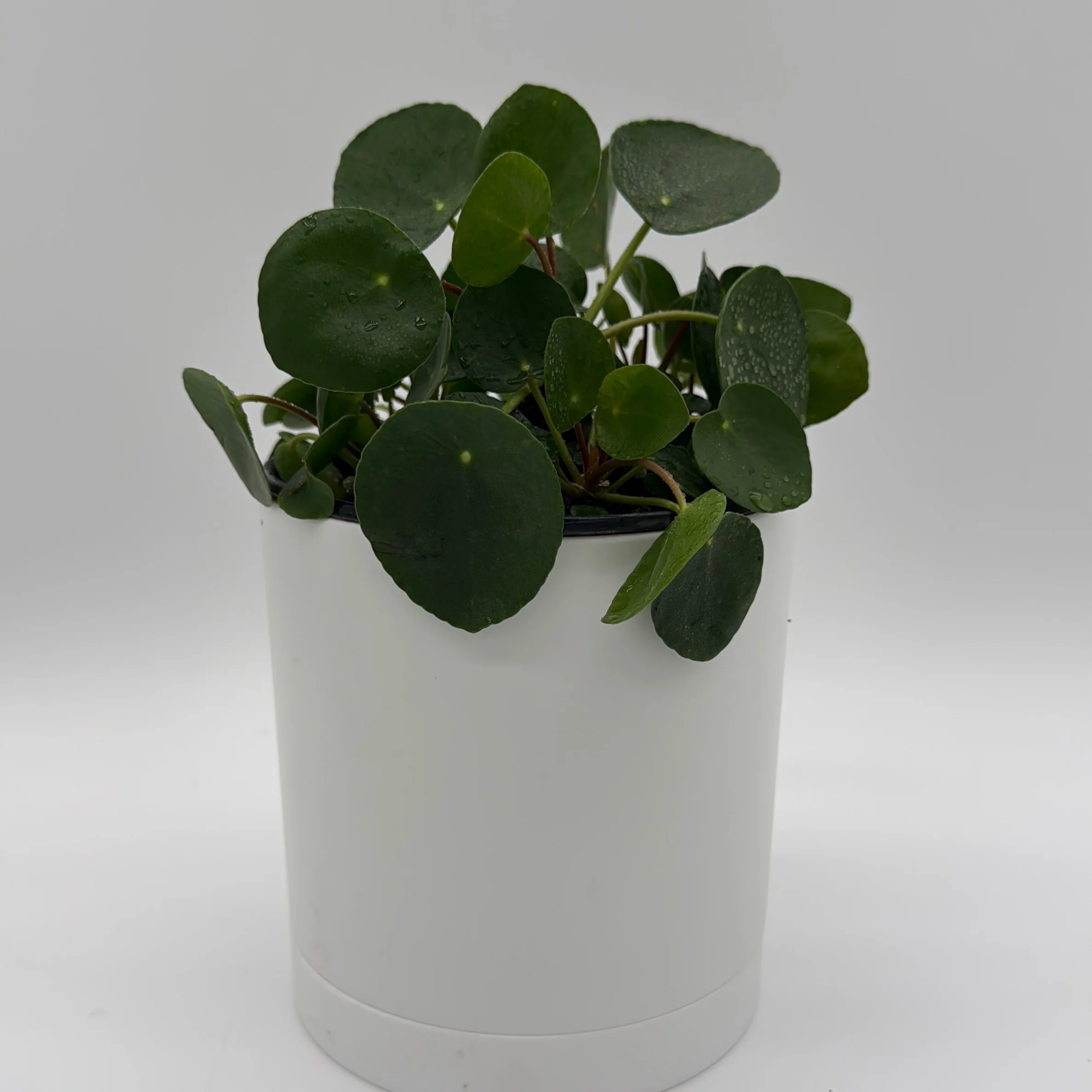 Chinese Money Tree (UFO Plant) - Image 3