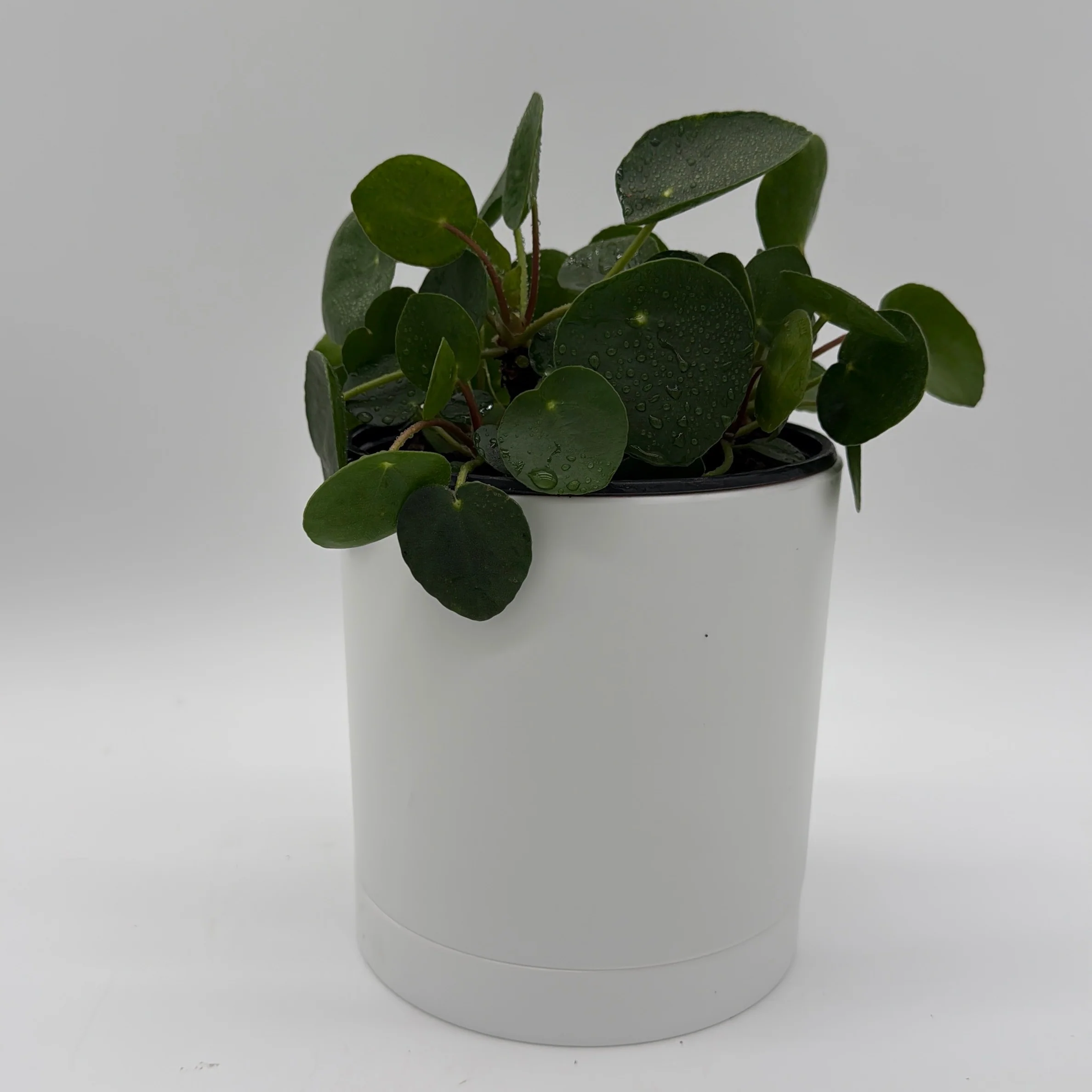 Chinese Money Tree (UFO Plant) - Image 4