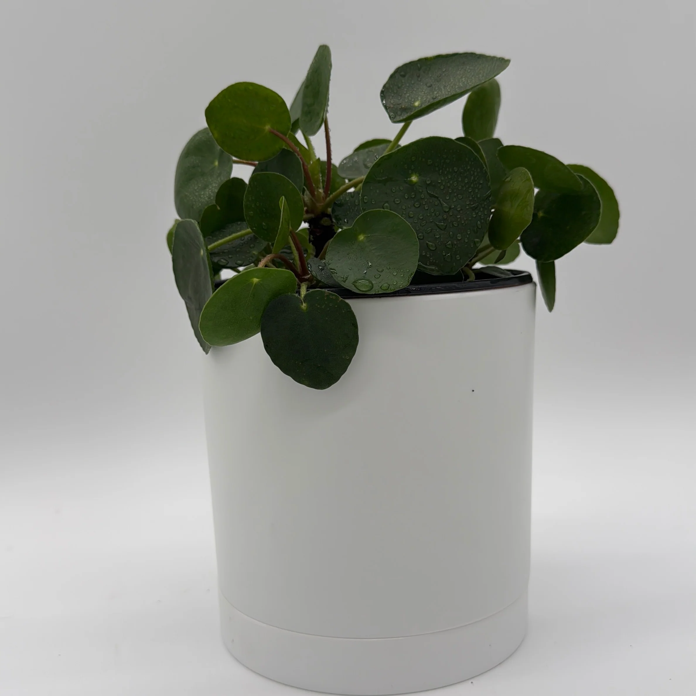 Chinese Money Tree (UFO Plant) - Image 5