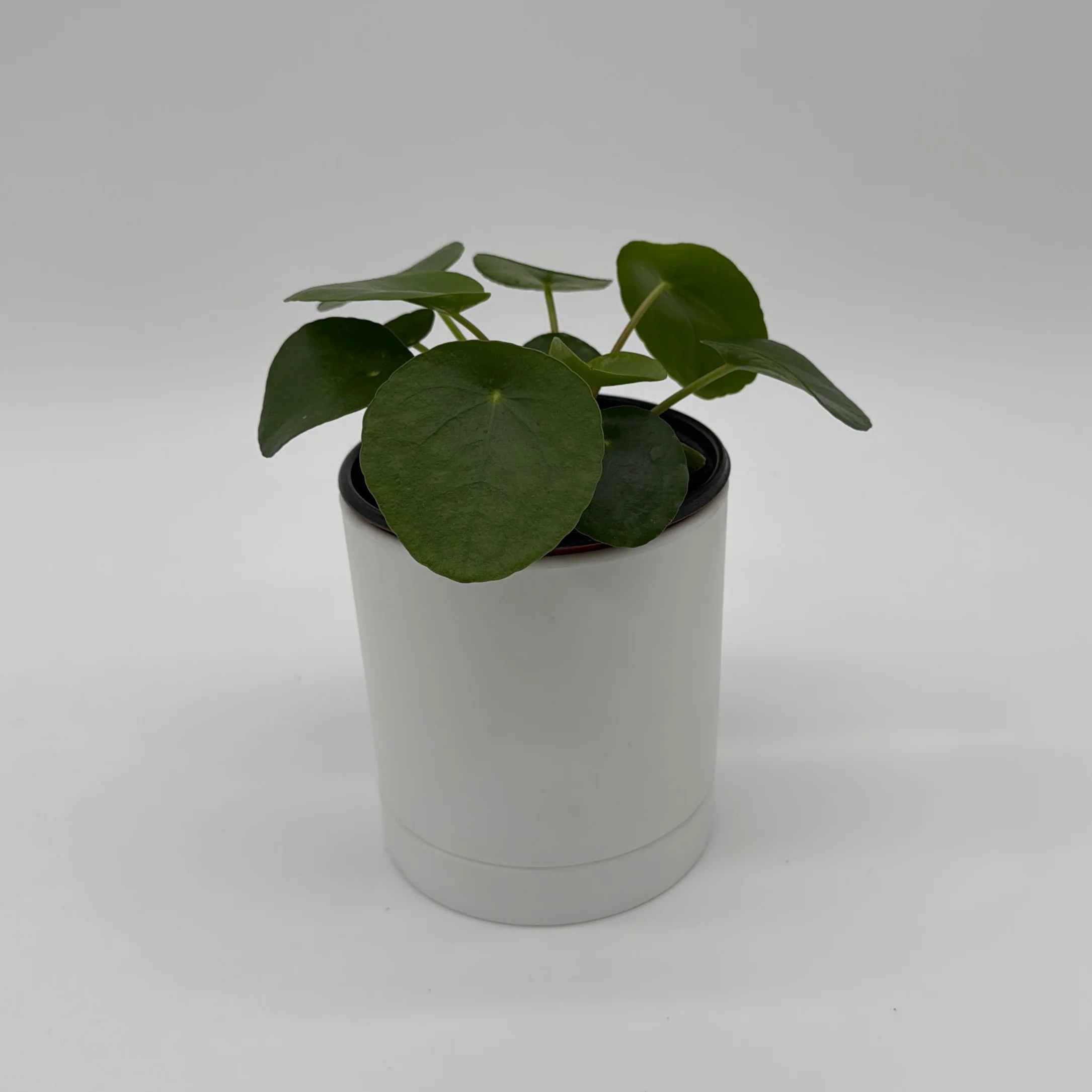 Chinese Money Tree (UFO Plant) - Image 6