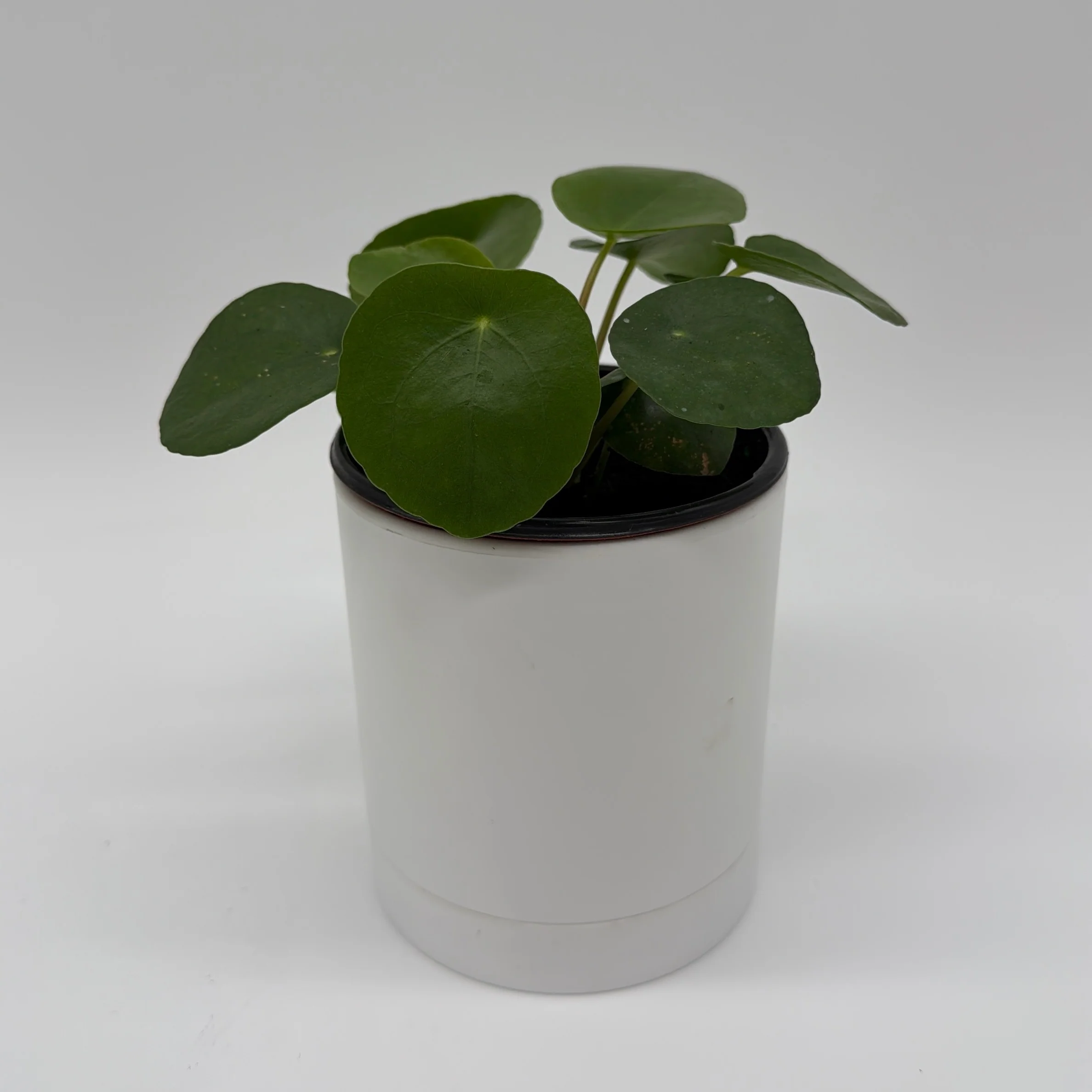 Chinese Money Tree (UFO Plant) - Image 7