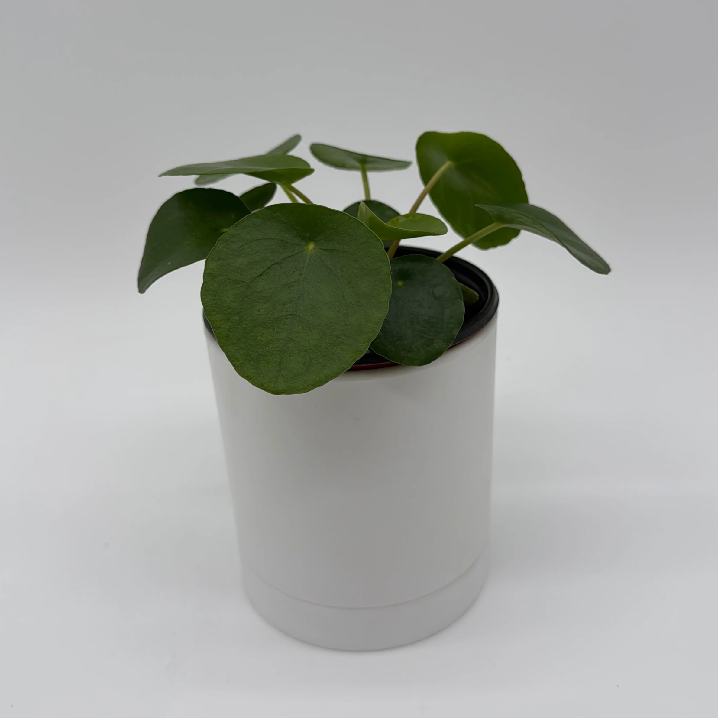 Chinese Money Tree (UFO Plant) - Image 8