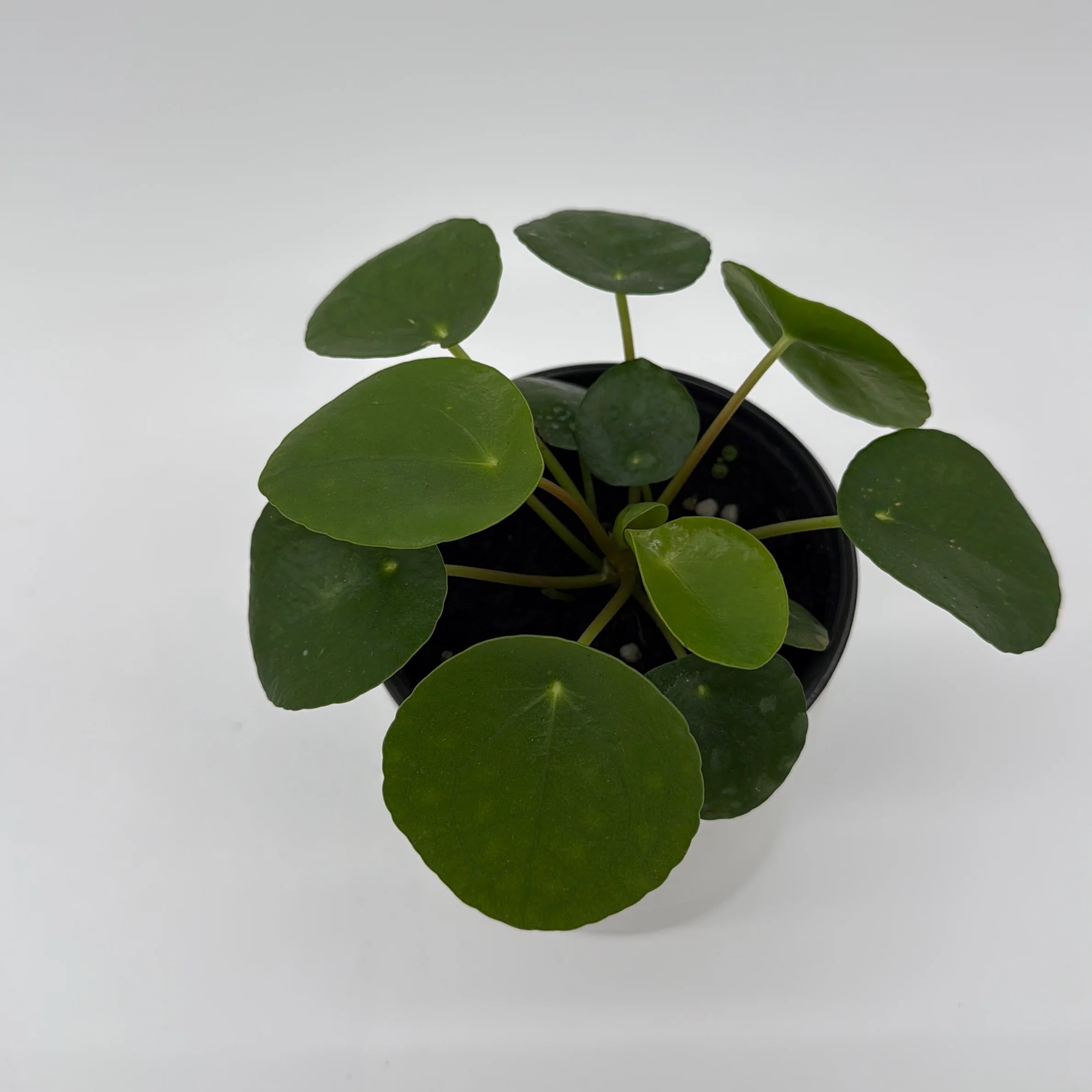 Chinese Money Tree (UFO Plant) - Image 9