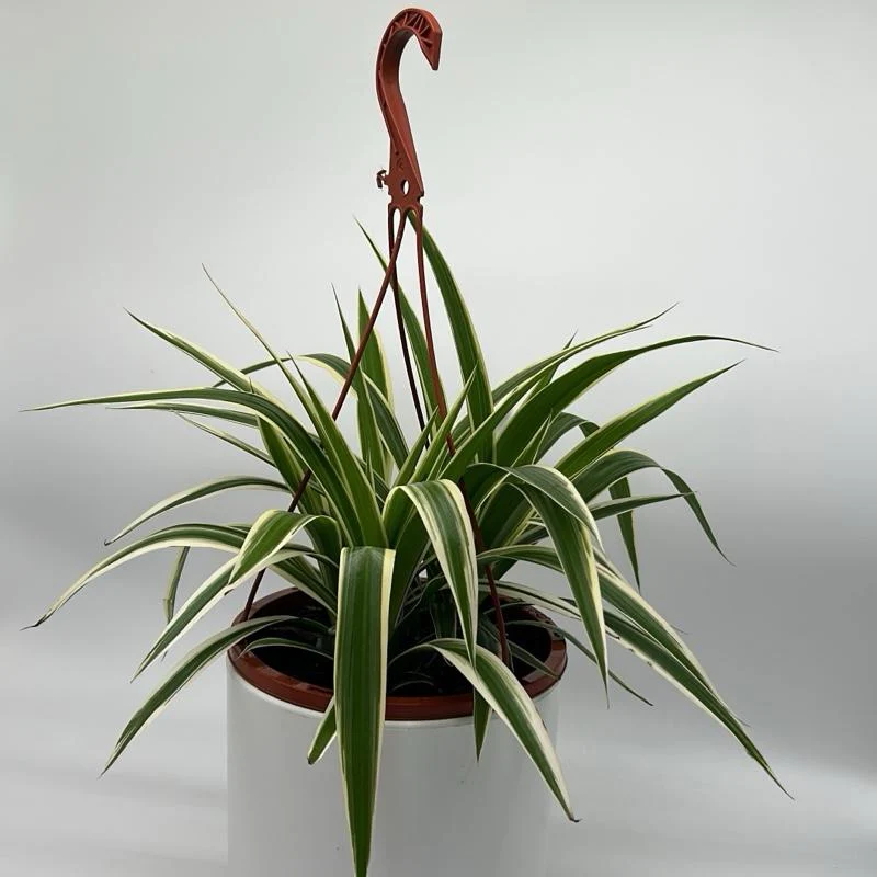 Chlorophytum Comosum (Spider Plant) - Image 2