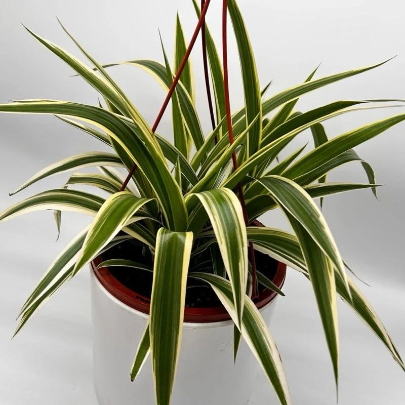 Chlorophytum Comosum (Spider Plant) - Image 3