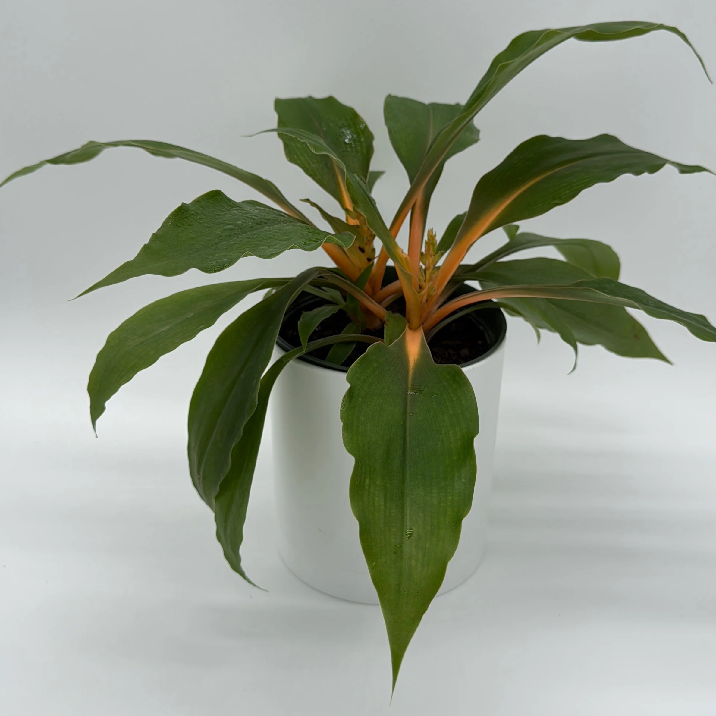 Chlorophytum 'Mandarin' (Fire Flash Spider Plant)