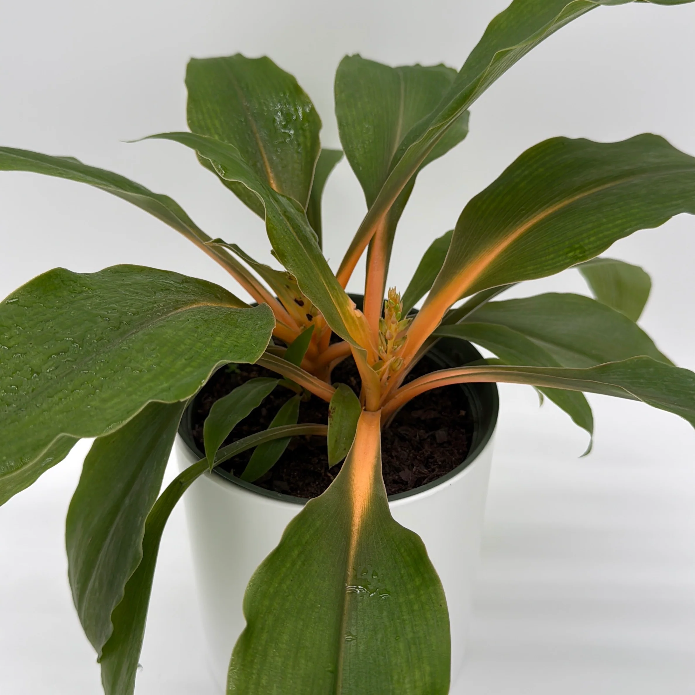 Chlorophytum 'Mandarin' (Fire Flash Spider Plant) - Image 2