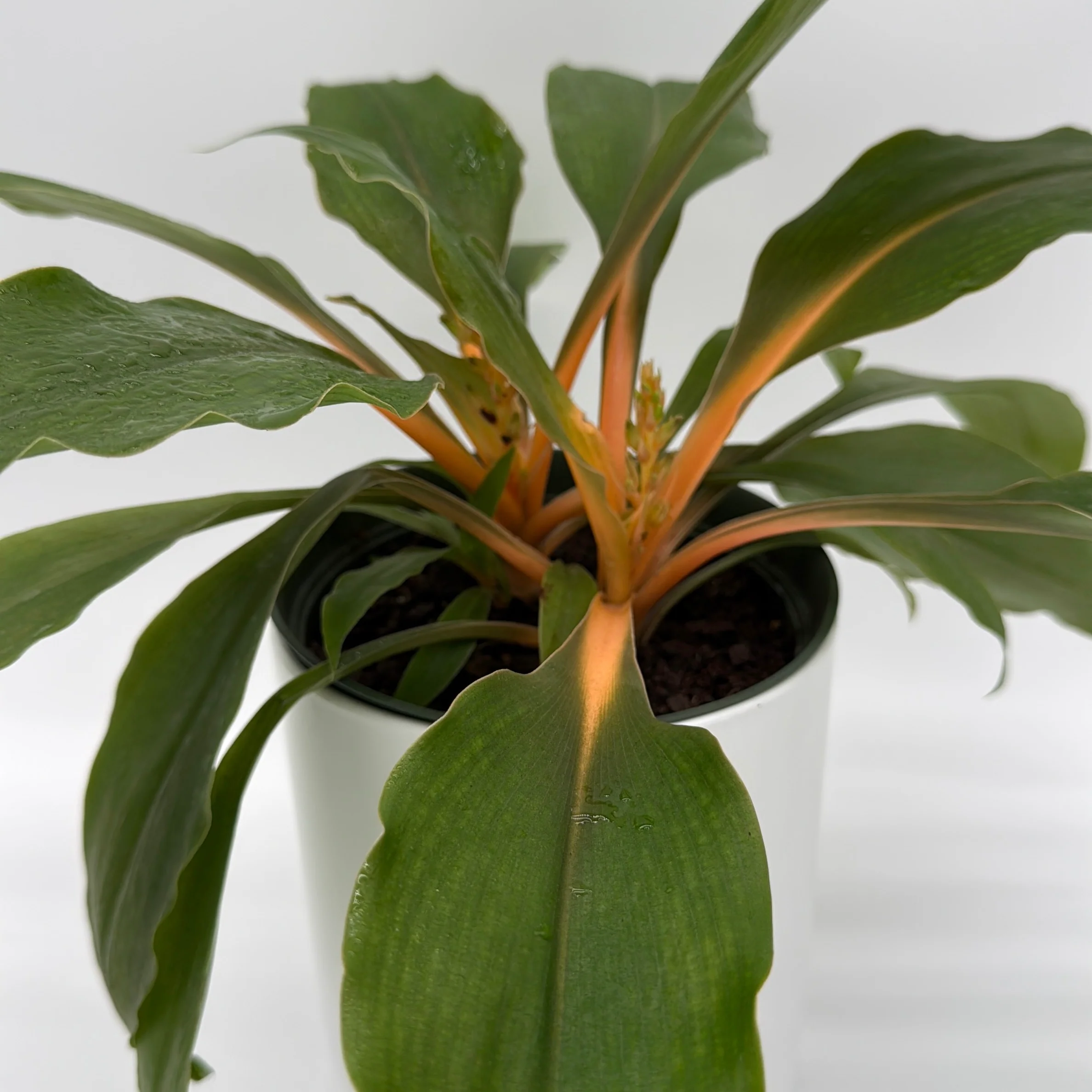 Chlorophytum 'Mandarin' (Fire Flash Spider Plant) - Image 3