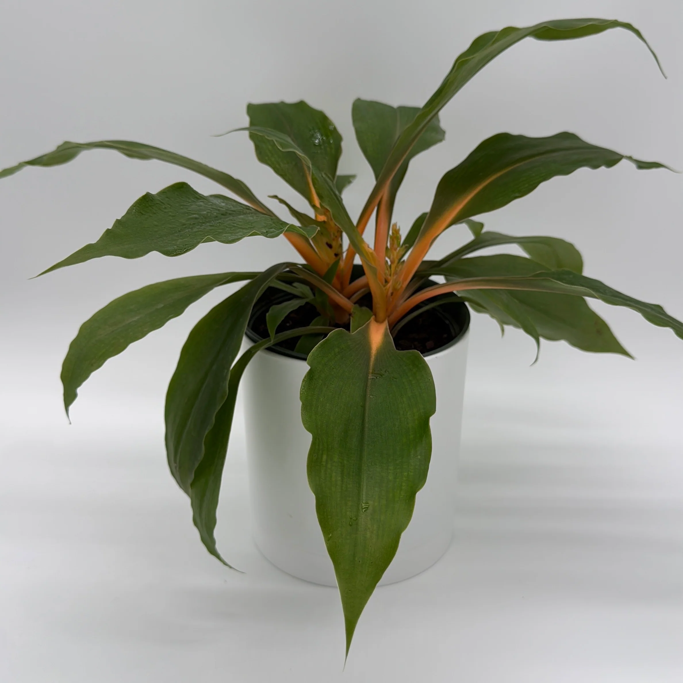 Chlorophytum 'Mandarin' (Fire Flash Spider Plant) - Image 4