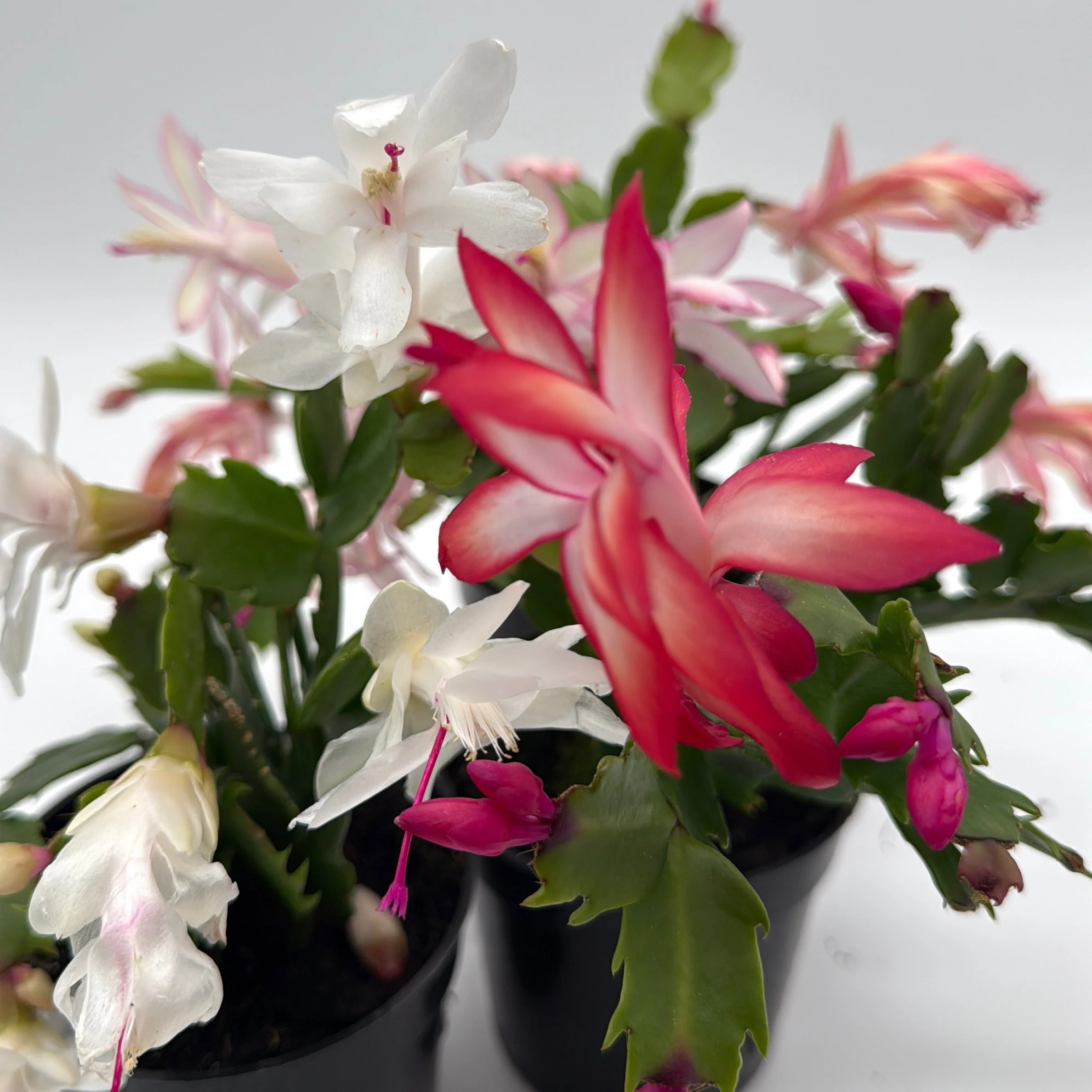 Christmas Cactus