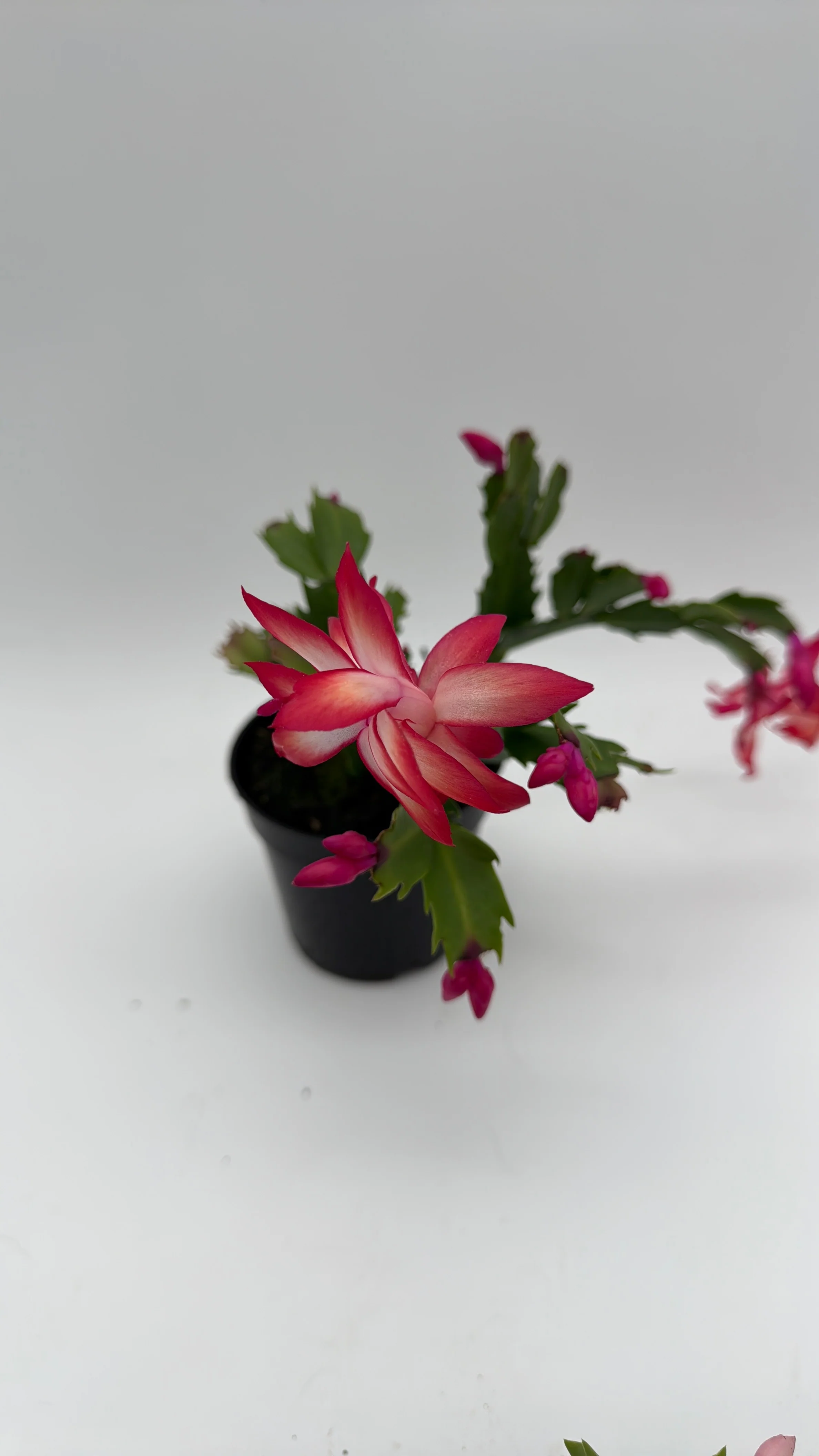Christmas Cactus - Image 2