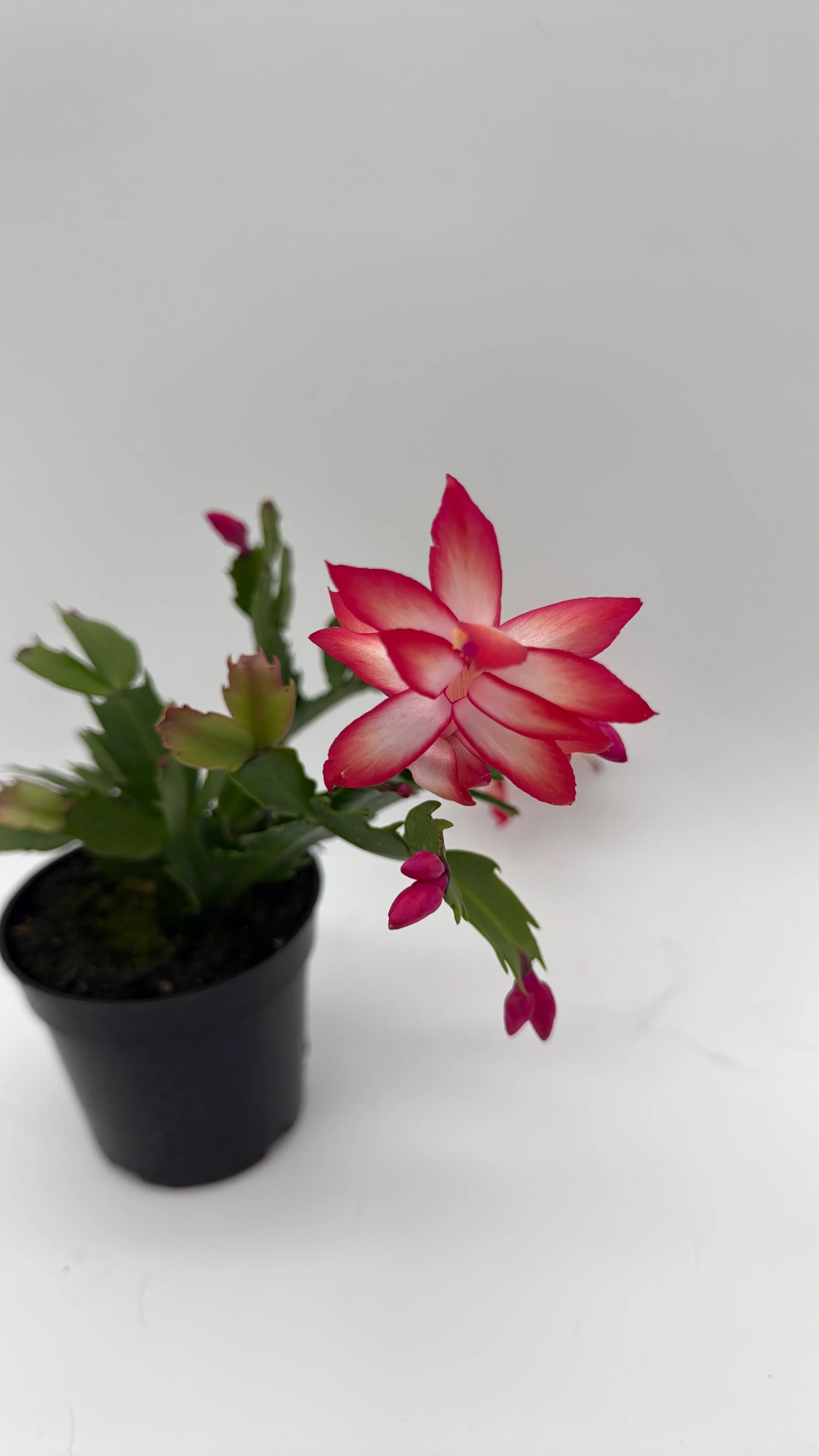 Christmas Cactus - Image 3