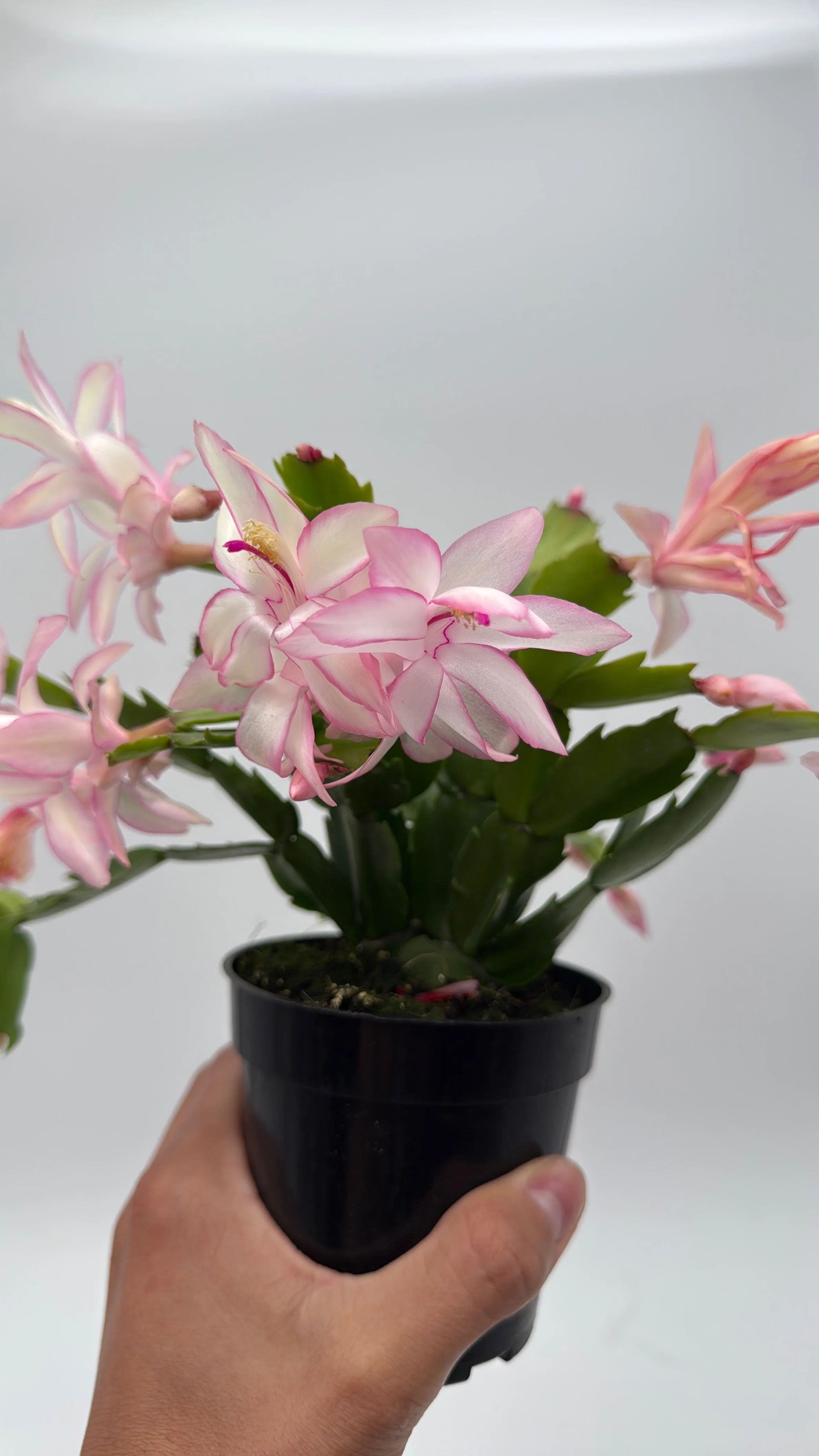 Christmas Cactus - Image 4
