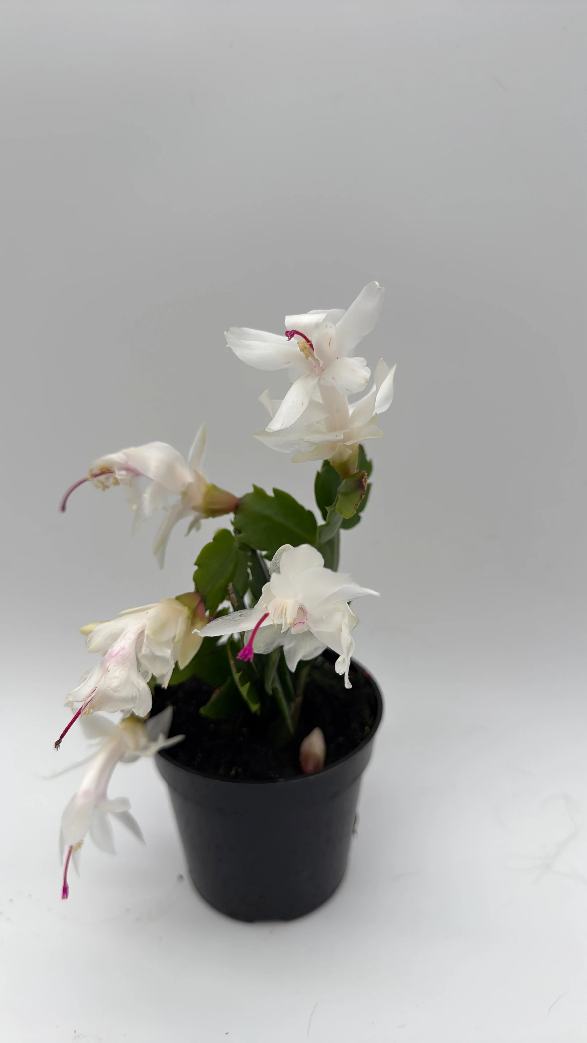Christmas Cactus - Image 5